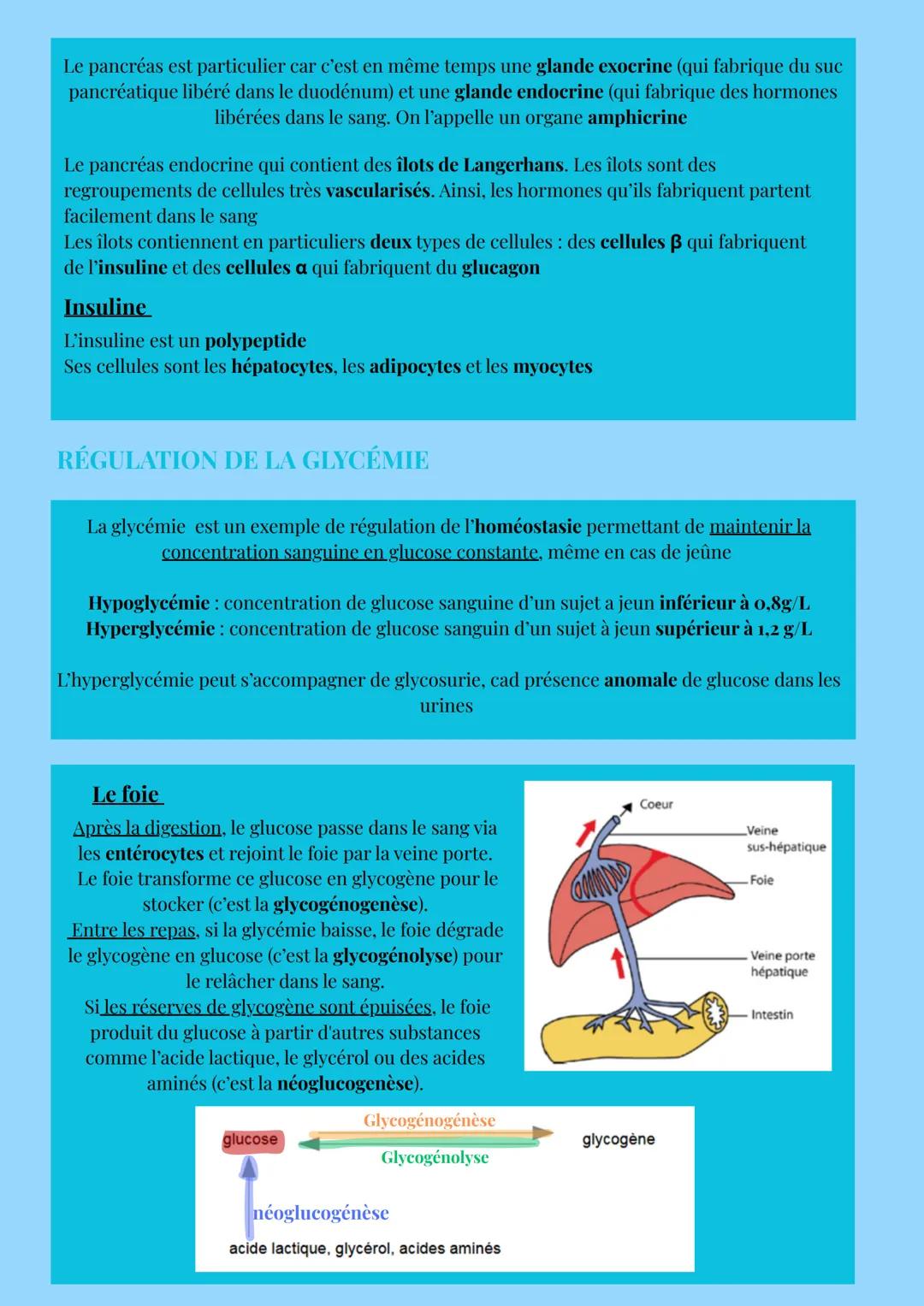 # HOMÉOSTASIE
# LE MILIEU INTÉRIEUR
Définition : le milieu intérieur correspond à l'ensemble des liquides extracellulaire de l'organisme.