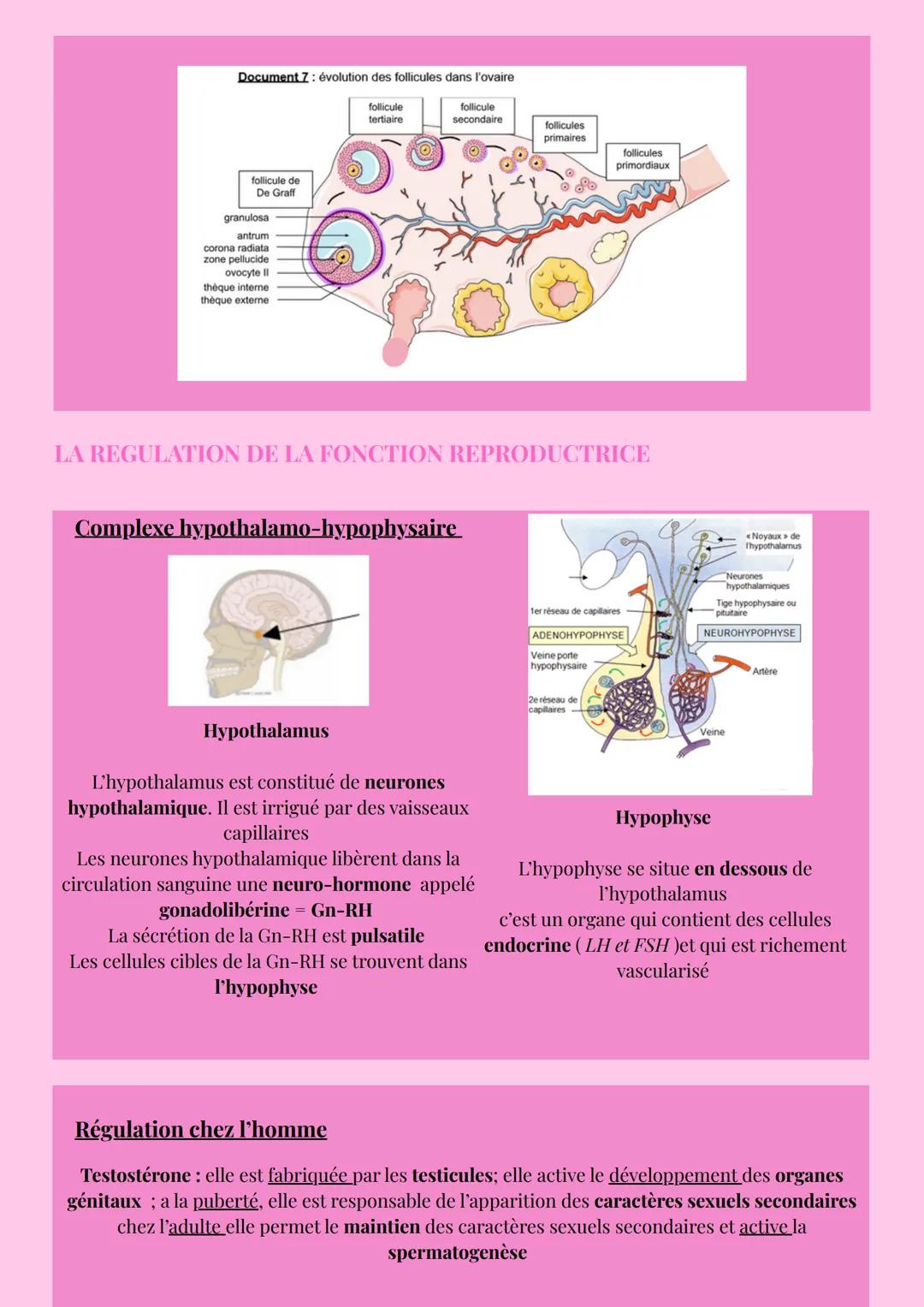 TRANSMISSION DE LA VIE
APPAREILS REPRODUCTEURS
Vessie
Os pubien
Canal déférent
Urètre
Tissu
Pénis
-Vésicule
séminale
Canal
éjaculateur
Chez