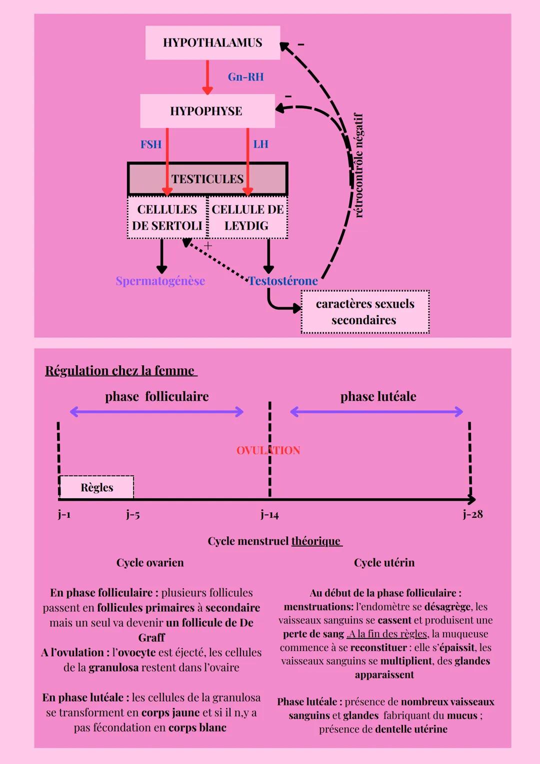TRANSMISSION DE LA VIE
APPAREILS REPRODUCTEURS
Vessie
Os pubien
Canal déférent
Urètre
Tissu
Pénis
-Vésicule
séminale
Canal
éjaculateur
Chez