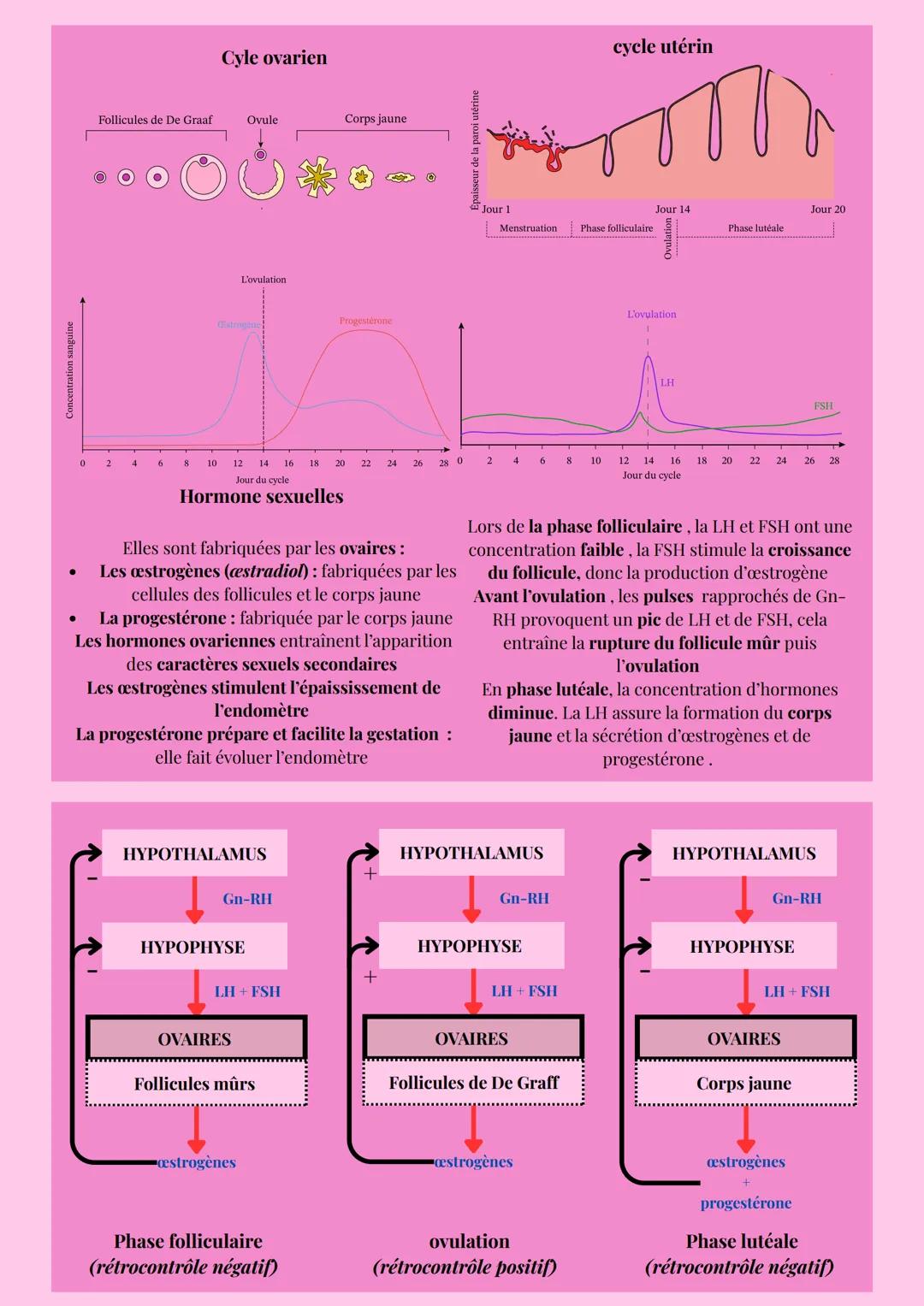 TRANSMISSION DE LA VIE
APPAREILS REPRODUCTEURS
Vessie
Os pubien
Canal déférent
Urètre
Tissu
Pénis
-Vésicule
séminale
Canal
éjaculateur
Chez