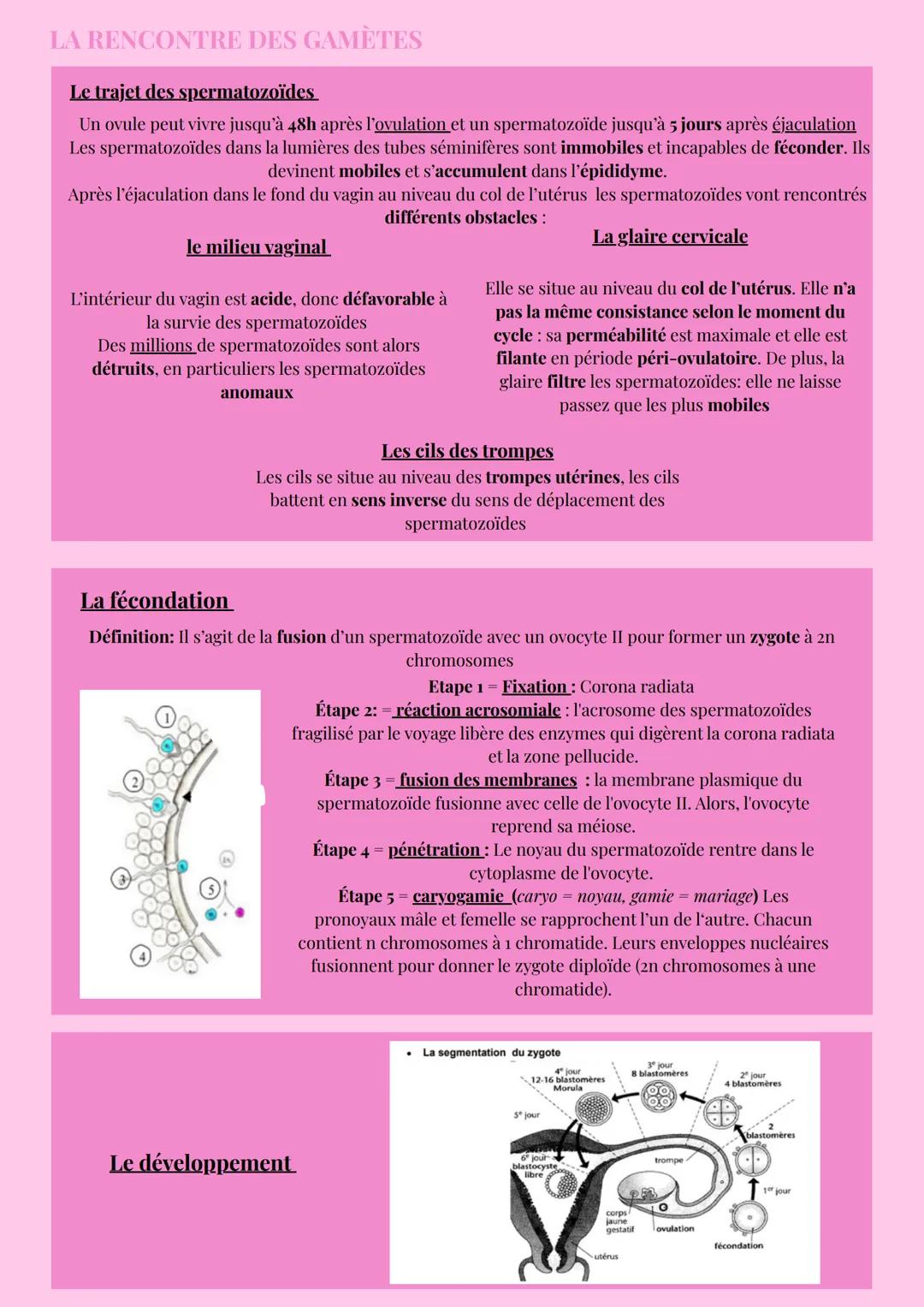 TRANSMISSION DE LA VIE
APPAREILS REPRODUCTEURS
Vessie
Os pubien
Canal déférent
Urètre
Tissu
Pénis
-Vésicule
séminale
Canal
éjaculateur
Chez