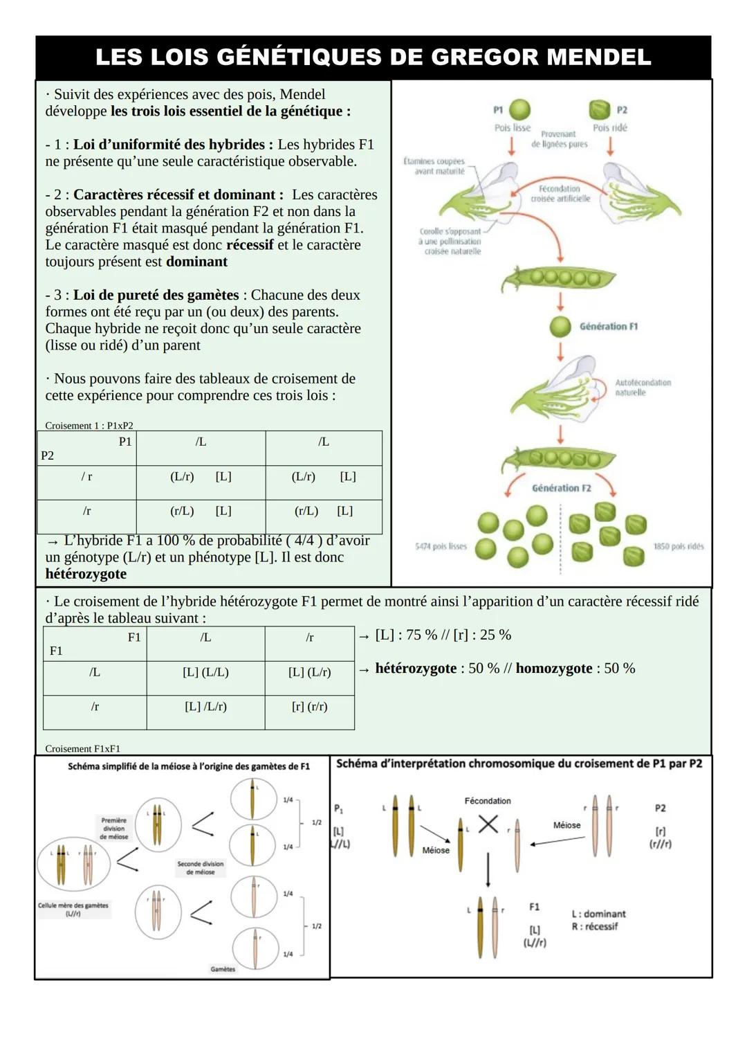 THÈME 1 – GÉNÉTIQUE ET ÉVOLUTION: FICHES DE
RÉVISIONS
INTRODUCTION – RÉVISIONS 1ºÈRE
• La mitose est la division cellulaire des cellules som