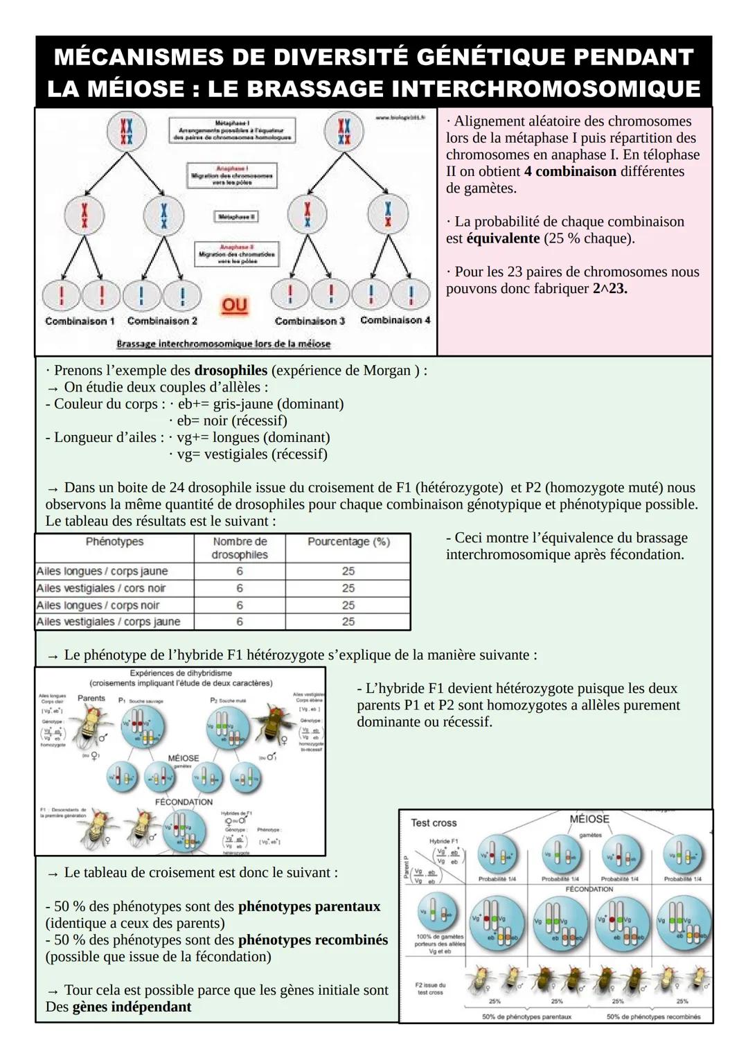 THÈME 1 – GÉNÉTIQUE ET ÉVOLUTION: FICHES DE
RÉVISIONS
INTRODUCTION – RÉVISIONS 1ºÈRE
• La mitose est la division cellulaire des cellules som