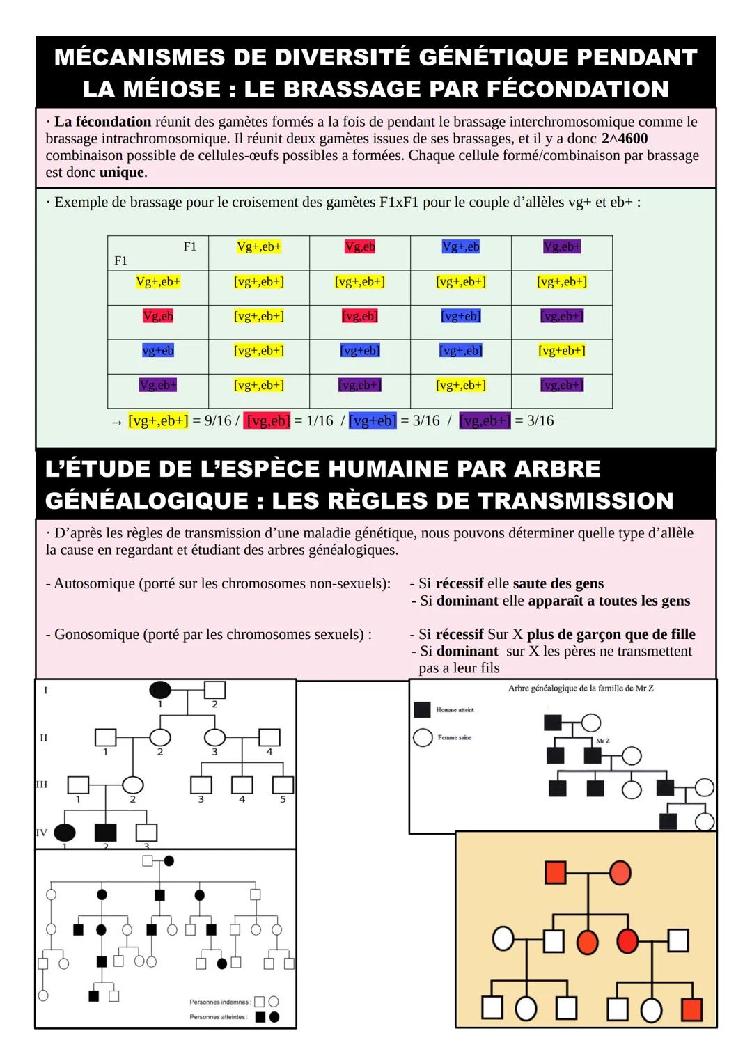 THÈME 1 – GÉNÉTIQUE ET ÉVOLUTION: FICHES DE
RÉVISIONS
INTRODUCTION – RÉVISIONS 1ºÈRE
• La mitose est la division cellulaire des cellules som