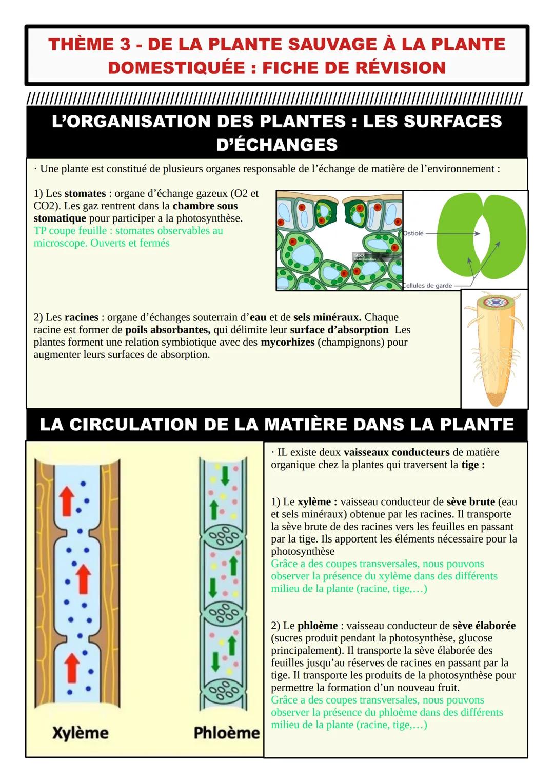 THÈME 3 - DE LA PLANTE SAUVAGE À LA PLANTE
DOMESTIQUÉE: FICHE DE RÉVISION
L'ORGANISATION DES PLANTES: LES SURFACES
D'ÉCHANGES
• Une plante e