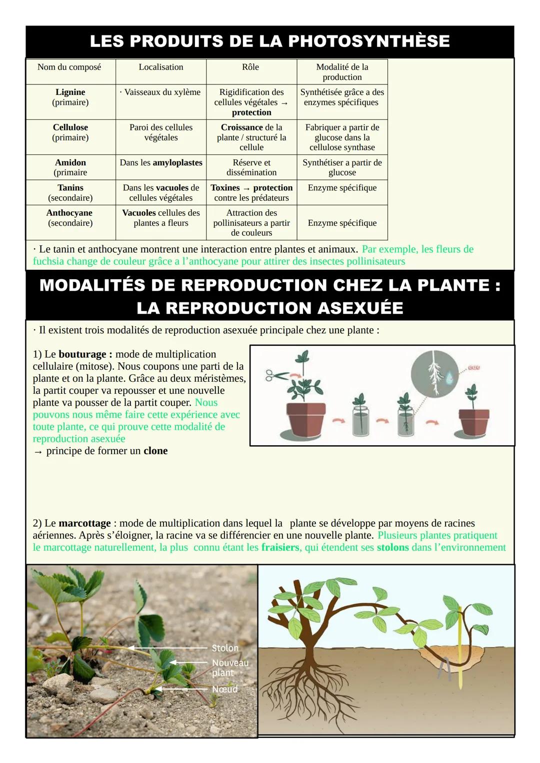 THÈME 3 - DE LA PLANTE SAUVAGE À LA PLANTE
DOMESTIQUÉE: FICHE DE RÉVISION
L'ORGANISATION DES PLANTES: LES SURFACES
D'ÉCHANGES
• Une plante e