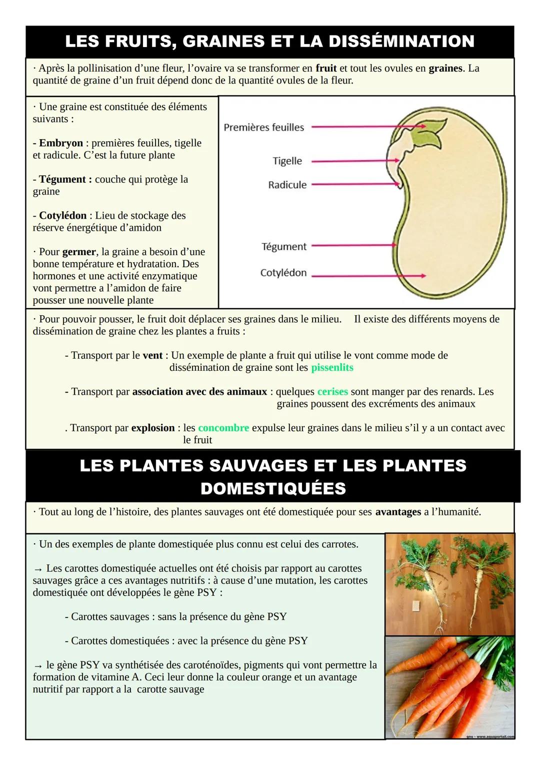 THÈME 3 - DE LA PLANTE SAUVAGE À LA PLANTE
DOMESTIQUÉE: FICHE DE RÉVISION
L'ORGANISATION DES PLANTES: LES SURFACES
D'ÉCHANGES
• Une plante e
