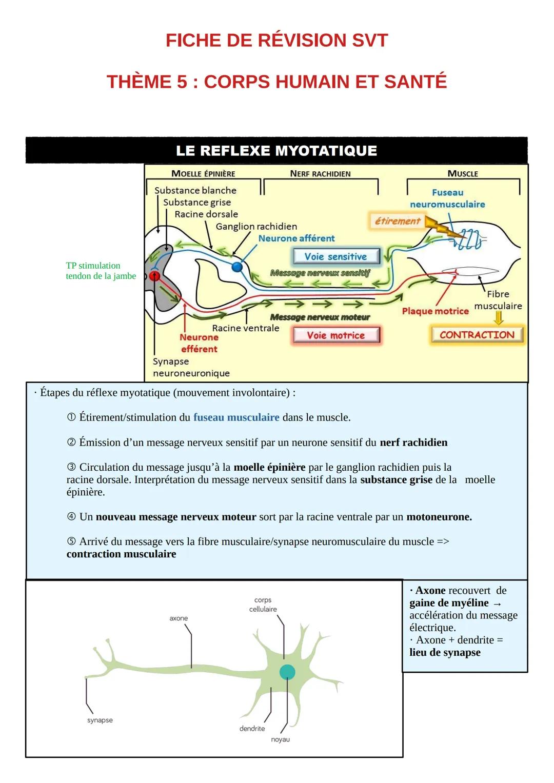 # FICHE DE RÉVISION SVT
# THÈME 5 : CORPS HUMAIN ET SANTÉ
## LE REFLEXE MYOTATIQUE
| MOELLE ÉPINIÈRE | NERF RACHIDIEN | MUSCLE |
|---|---