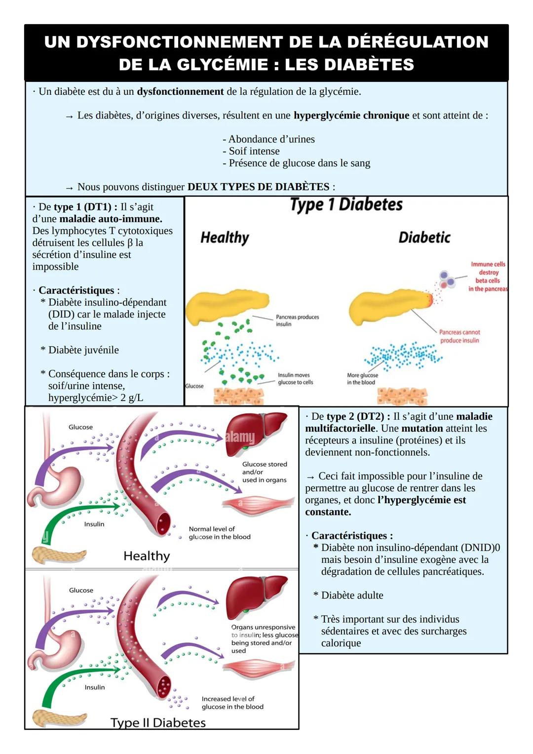 # FICHE DE RÉVISION SVT
# THÈME 5 : CORPS HUMAIN ET SANTÉ
## LE REFLEXE MYOTATIQUE
| MOELLE ÉPINIÈRE | NERF RACHIDIEN | MUSCLE |
|---|---