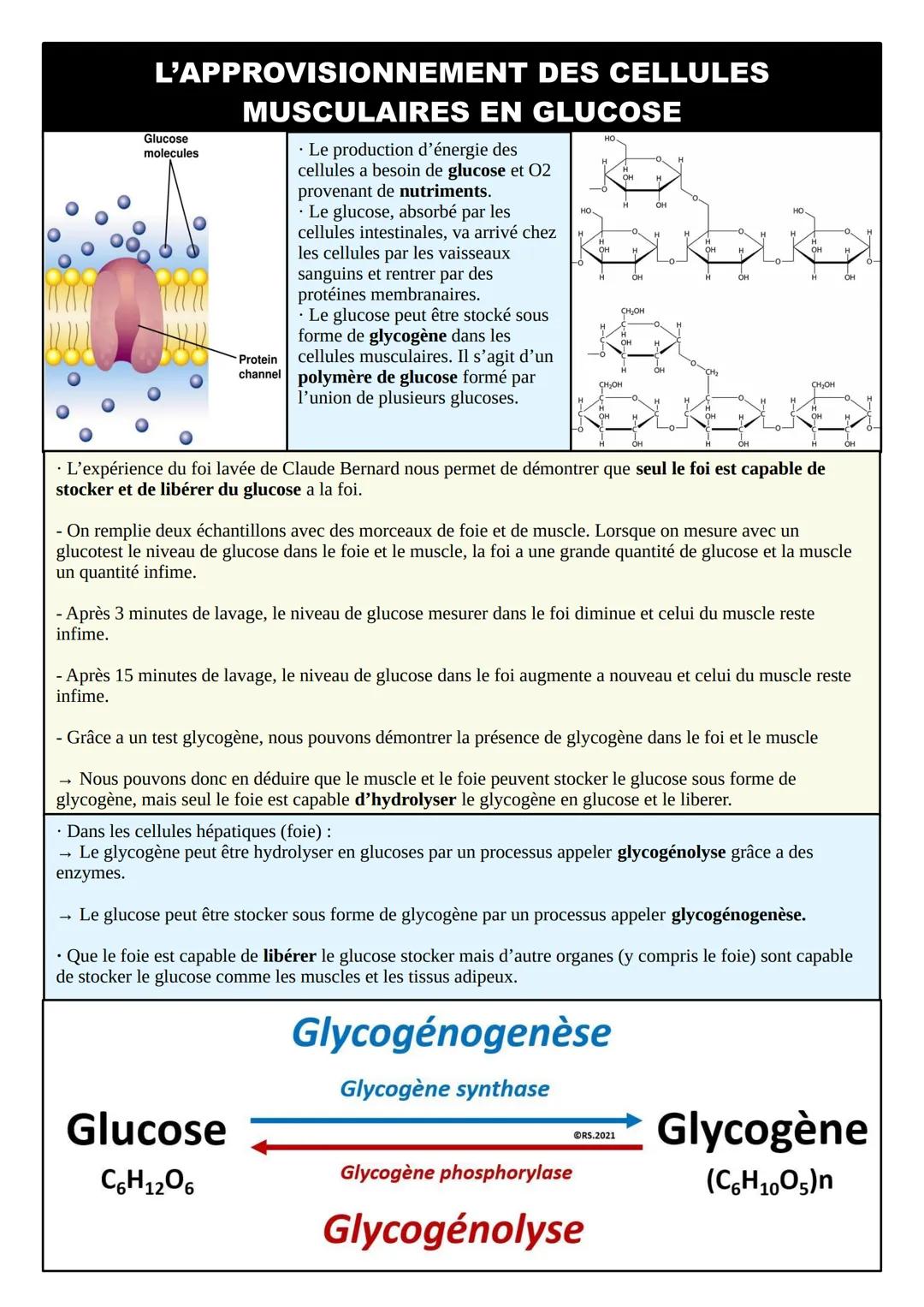 # FICHE DE RÉVISION SVT
# THÈME 5 : CORPS HUMAIN ET SANTÉ
## LE REFLEXE MYOTATIQUE
| MOELLE ÉPINIÈRE | NERF RACHIDIEN | MUSCLE |
|---|---
