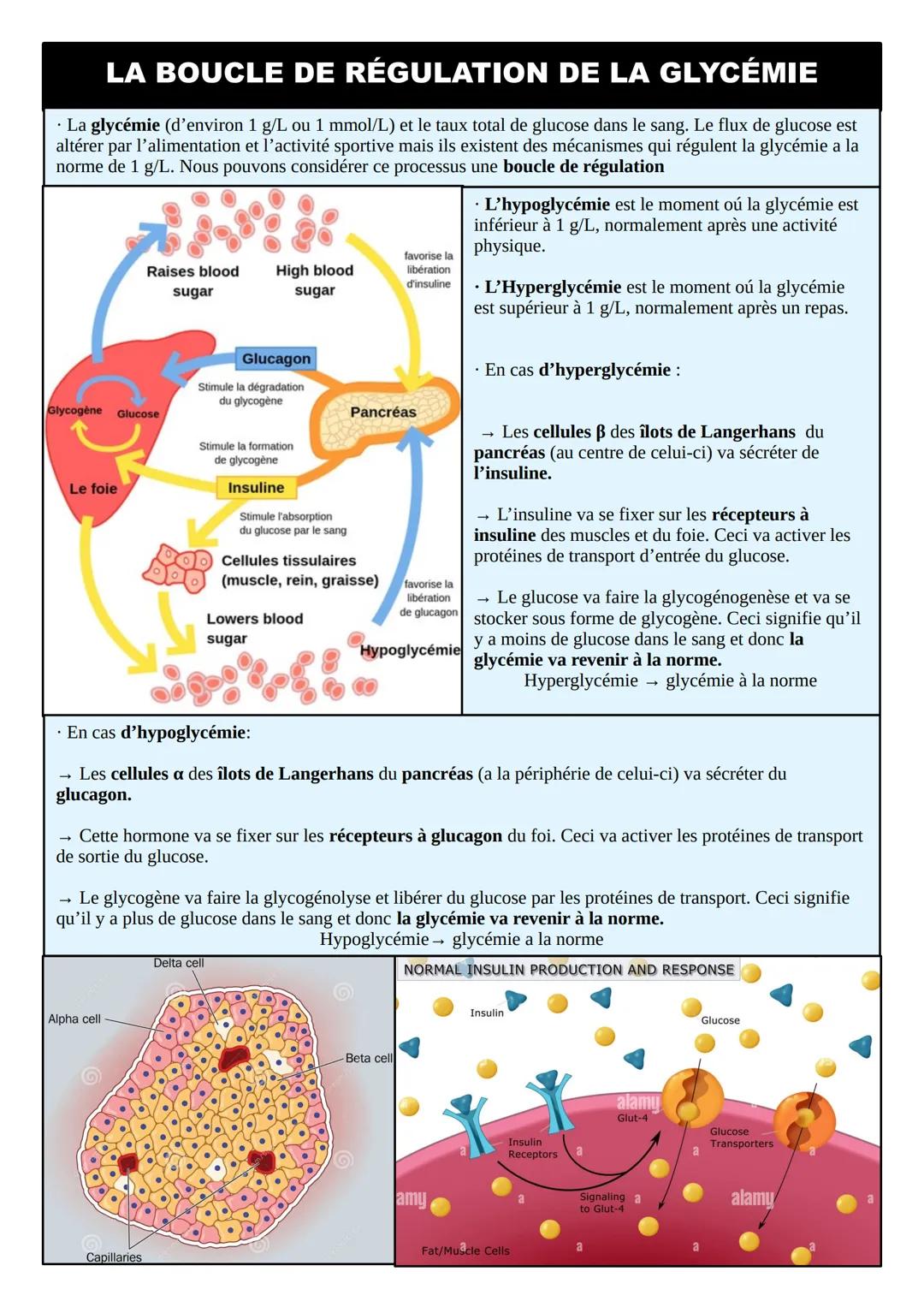 # FICHE DE RÉVISION SVT
# THÈME 5 : CORPS HUMAIN ET SANTÉ
## LE REFLEXE MYOTATIQUE
| MOELLE ÉPINIÈRE | NERF RACHIDIEN | MUSCLE |
|---|---