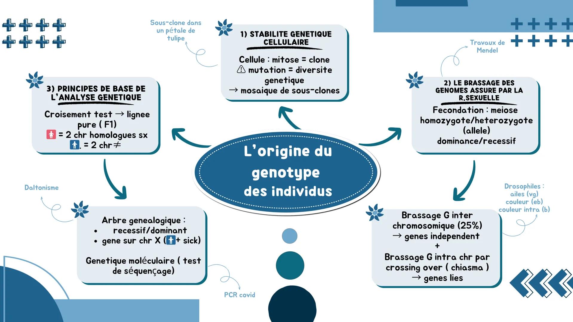 # L'origine du génotype des individus
## 1) STABILITE GENETIQUE CELLULAIRE
Cellule : mitose = clone
⚠️ mutation = diversite genetique
→ mo