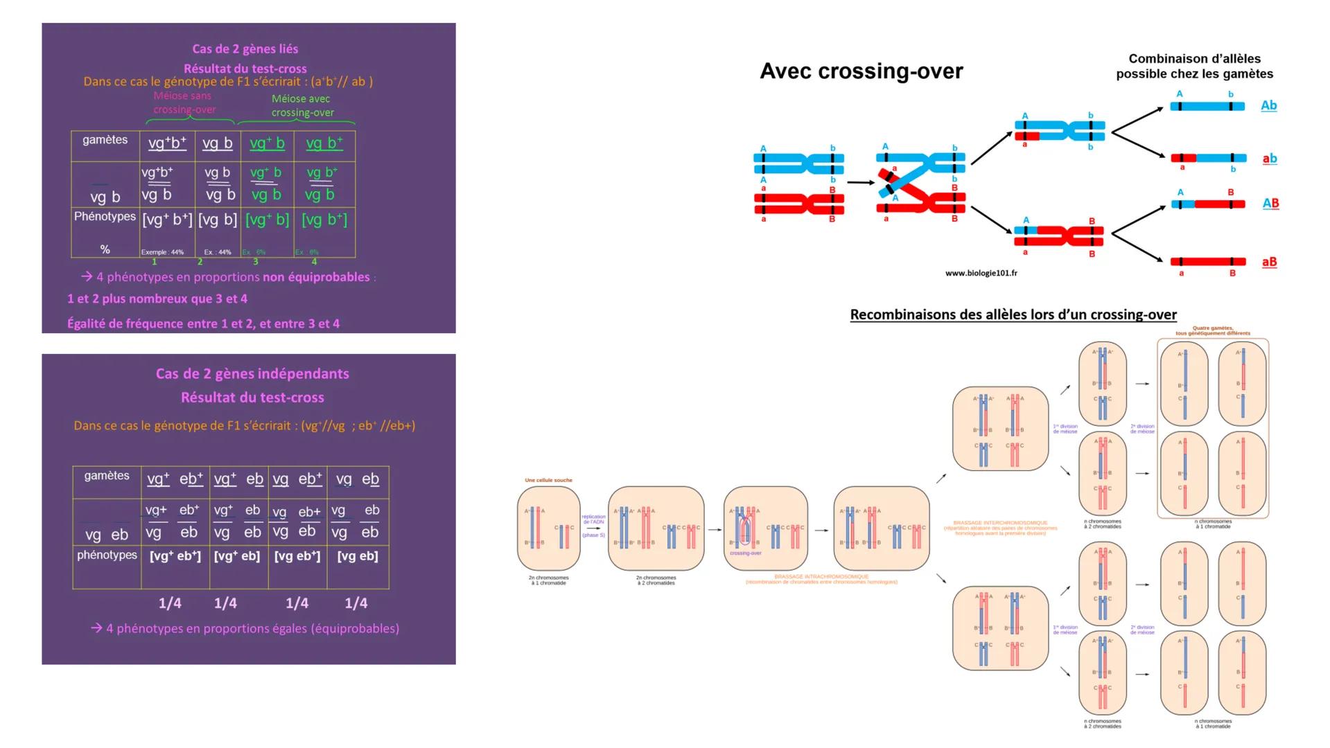 # L'origine du génotype des individus
## 1) STABILITE GENETIQUE CELLULAIRE
Cellule : mitose = clone
⚠️ mutation = diversite genetique
→ mo