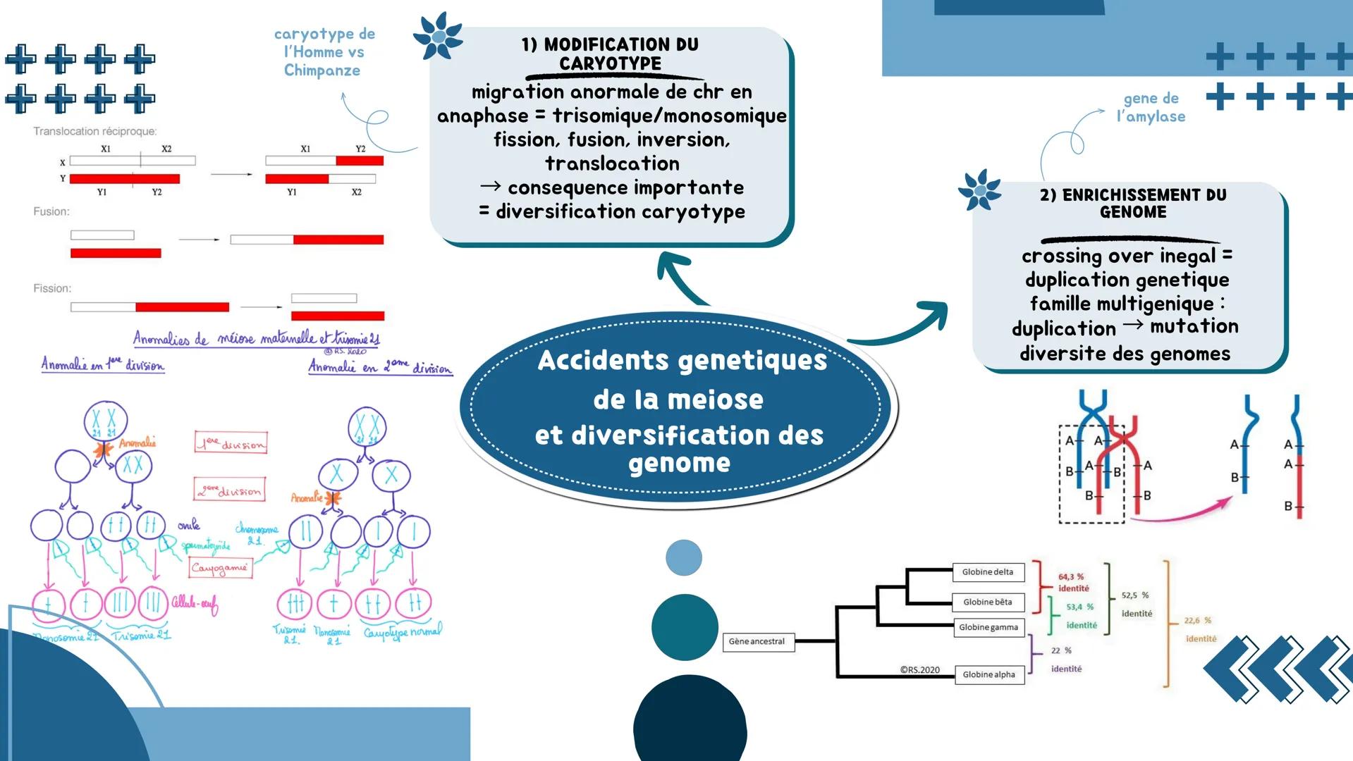 # L'origine du génotype des individus
## 1) STABILITE GENETIQUE CELLULAIRE
Cellule : mitose = clone
⚠️ mutation = diversite genetique
→ mo