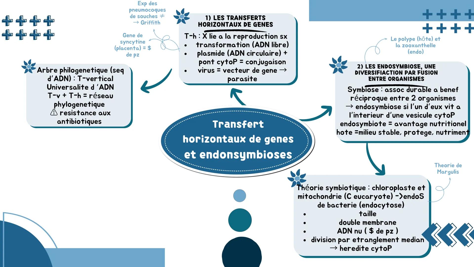 # L'origine du génotype des individus
## 1) STABILITE GENETIQUE CELLULAIRE
Cellule : mitose = clone
⚠️ mutation = diversite genetique
→ mo
