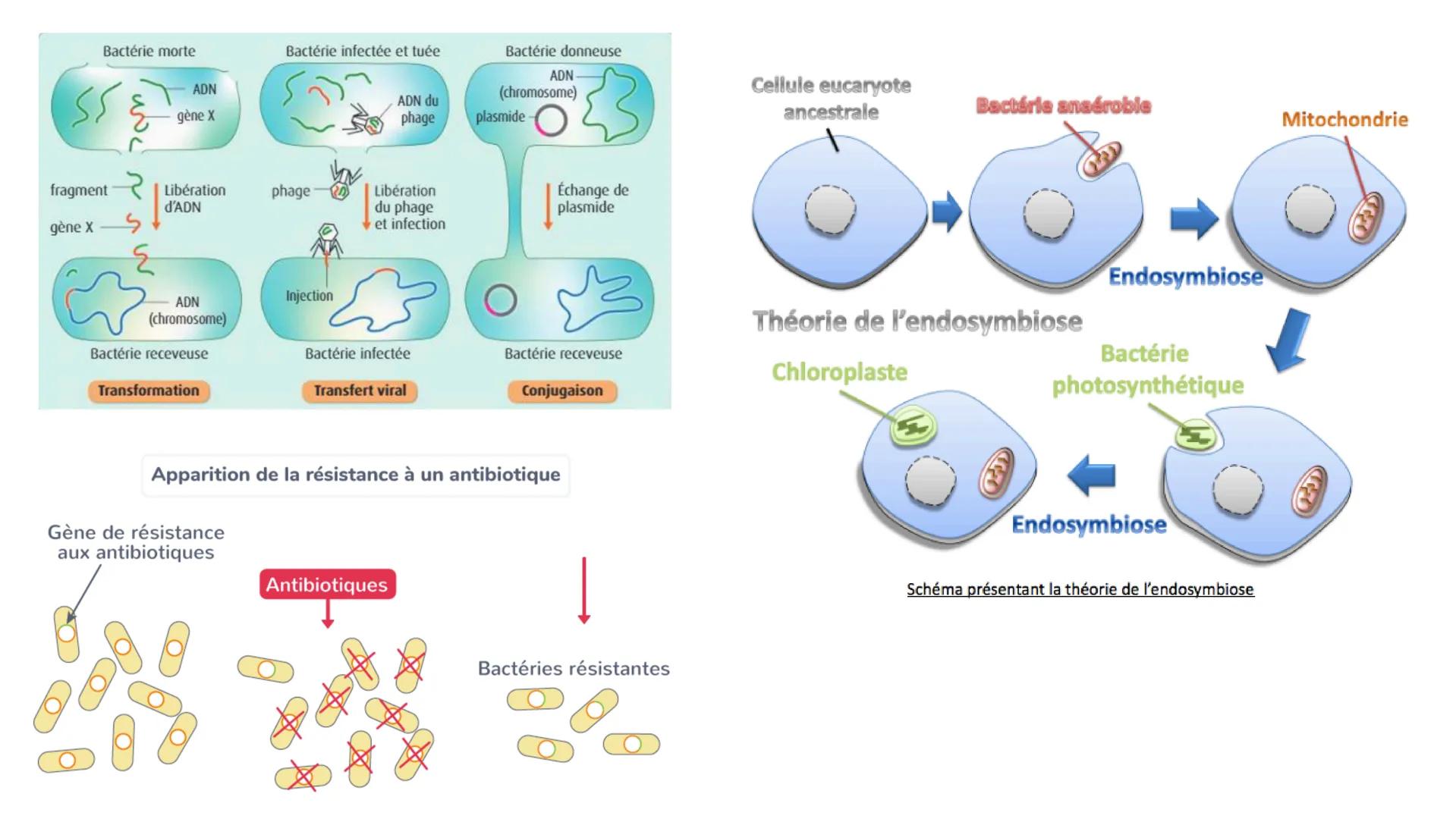 # L'origine du génotype des individus
## 1) STABILITE GENETIQUE CELLULAIRE
Cellule : mitose = clone
⚠️ mutation = diversite genetique
→ mo