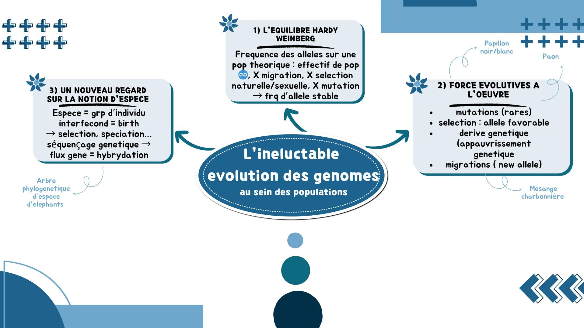 # L'origine du génotype des individus
## 1) STABILITE GENETIQUE CELLULAIRE
Cellule : mitose = clone
⚠️ mutation = diversite genetique
→ mo