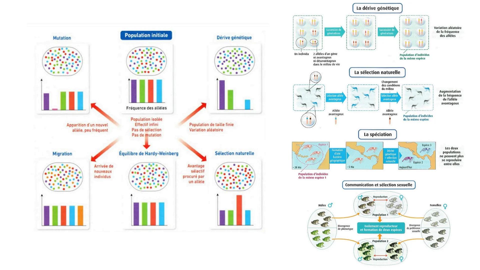 # L'origine du génotype des individus
## 1) STABILITE GENETIQUE CELLULAIRE
Cellule : mitose = clone
⚠️ mutation = diversite genetique
→ mo