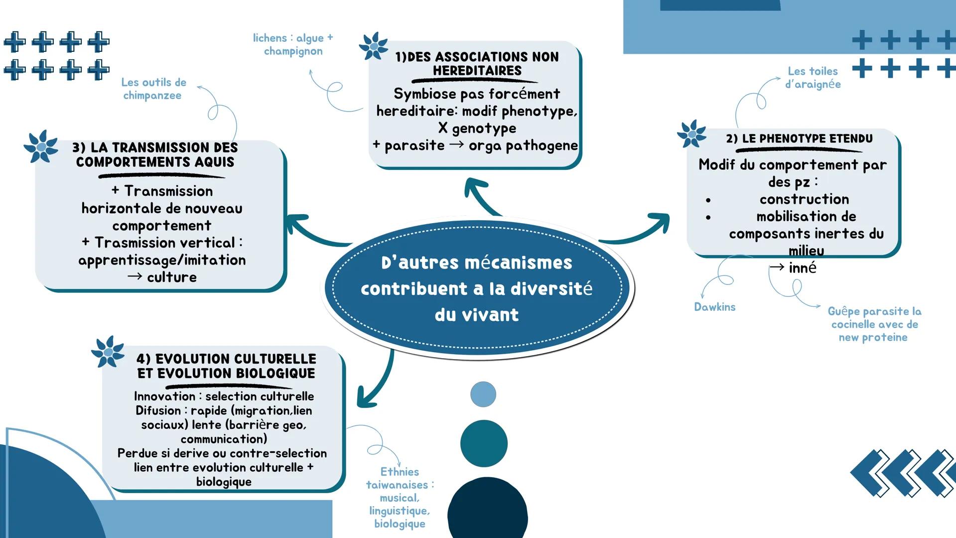 # L'origine du génotype des individus
## 1) STABILITE GENETIQUE CELLULAIRE
Cellule : mitose = clone
⚠️ mutation = diversite genetique
→ mo
