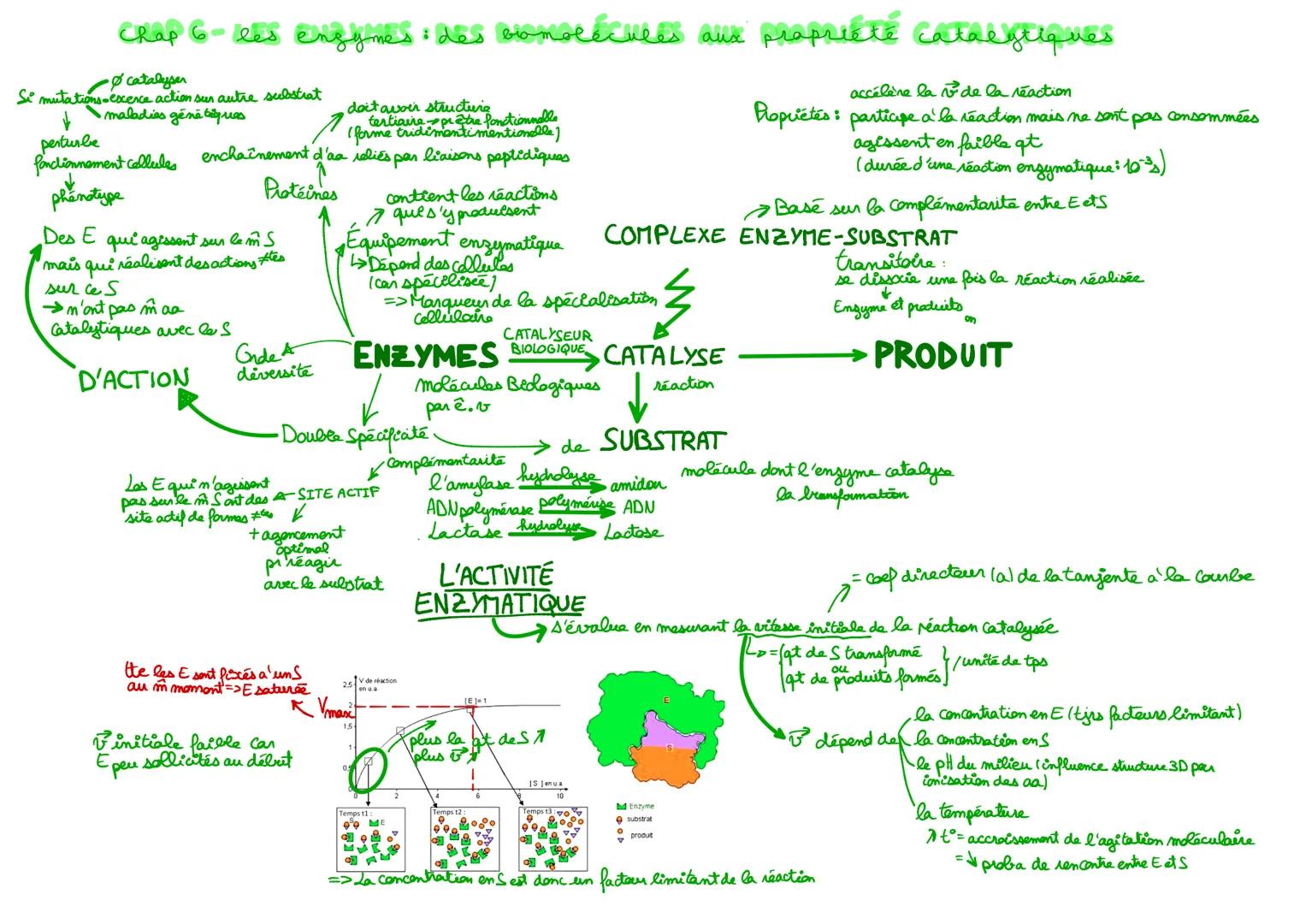 Chap 6 les enzymes: des bomolecules aux propriété cataegtiques
catalyser
Si mutations-escence action sur autre substrat
maladies génë tëques