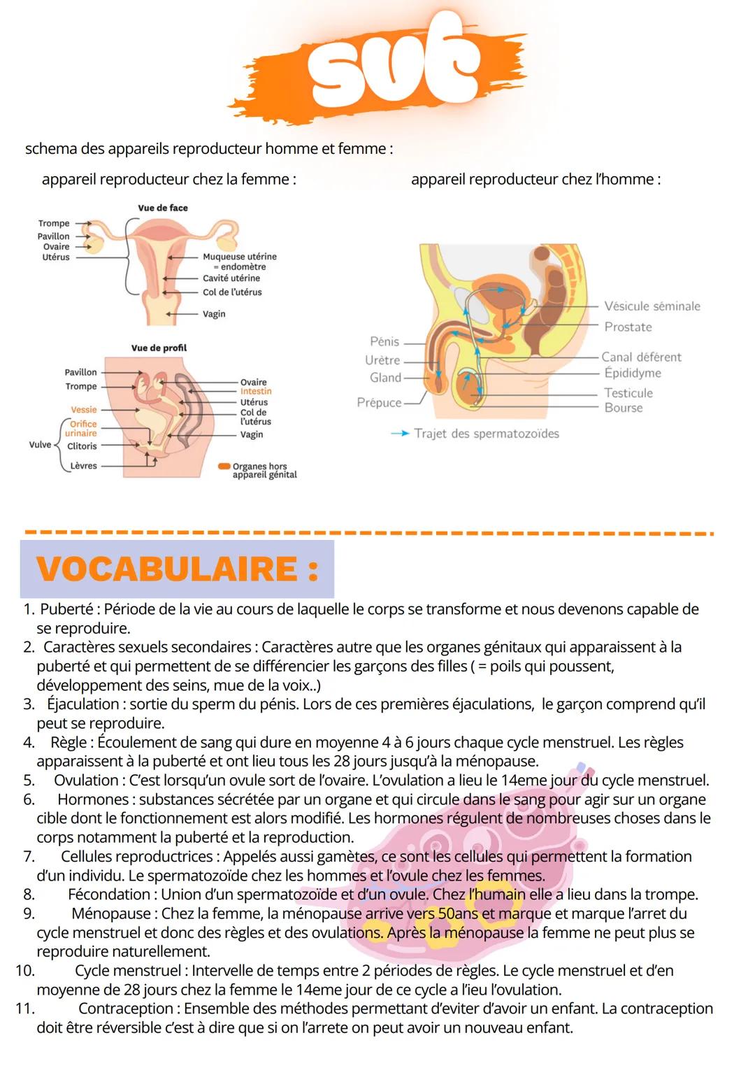 sub
schema des appareils reproducteur homme et femme:
apparueil reproducteur chez la femme:
apparueil reproducteur chez l'homme:
Vue de face
