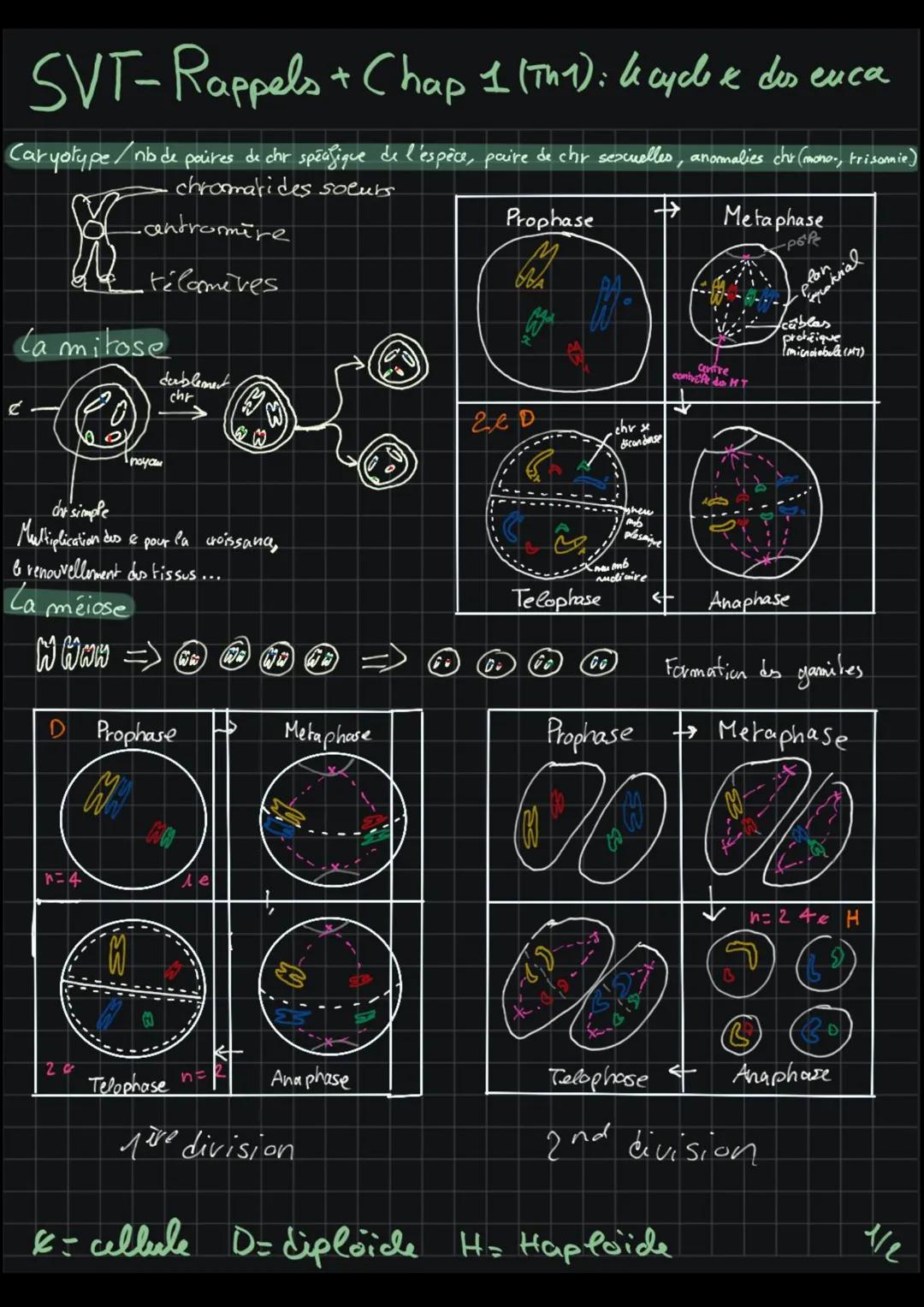 Chap 1 : Le cycle cellulaire des eucaryotes