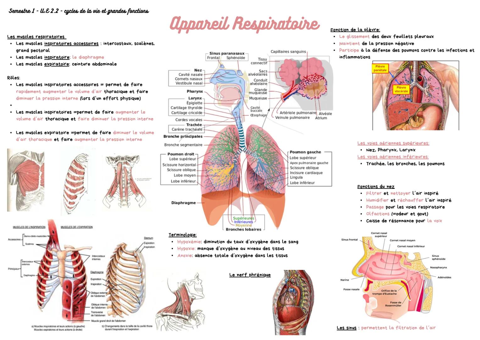 Semestre 1 - U.E 2.2 - cycles de la vie et grandes fonctions
Les muscles respiratoires
Les muscles inspiratoires accessoires: intercostaux,