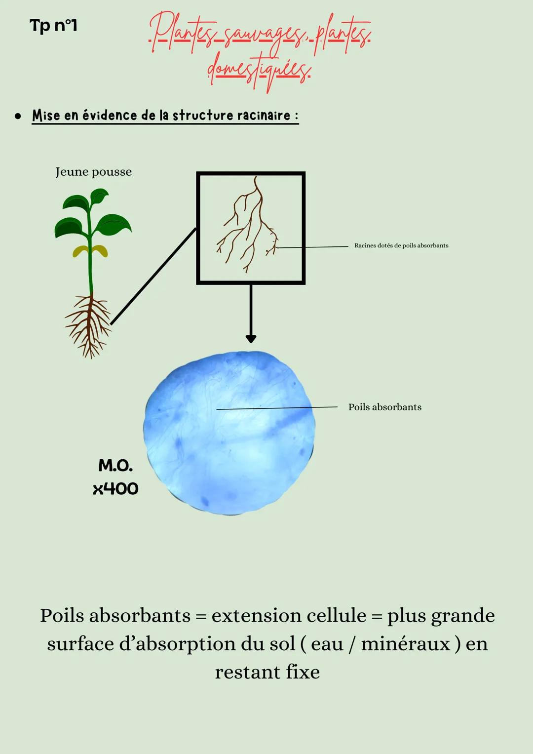Tp n°1
-Plantes sauvages-plantes
domestiquées.
• Mise en évidence de la structure racinaire :
Jeune pousse
Μ.Ο.
x400
Racines dotés de p