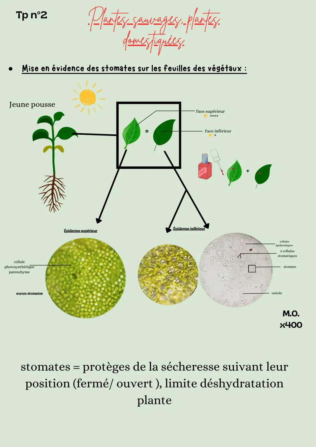 Tp n°1
-Plantes sauvages-plantes
domestiquées.
• Mise en évidence de la structure racinaire :
Jeune pousse
Μ.Ο.
x400
Racines dotés de p