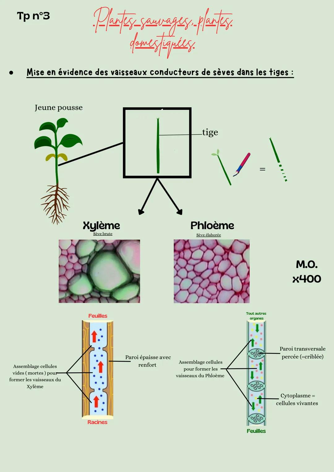 Tp n°1
-Plantes sauvages-plantes
domestiquées.
• Mise en évidence de la structure racinaire :
Jeune pousse
Μ.Ο.
x400
Racines dotés de p