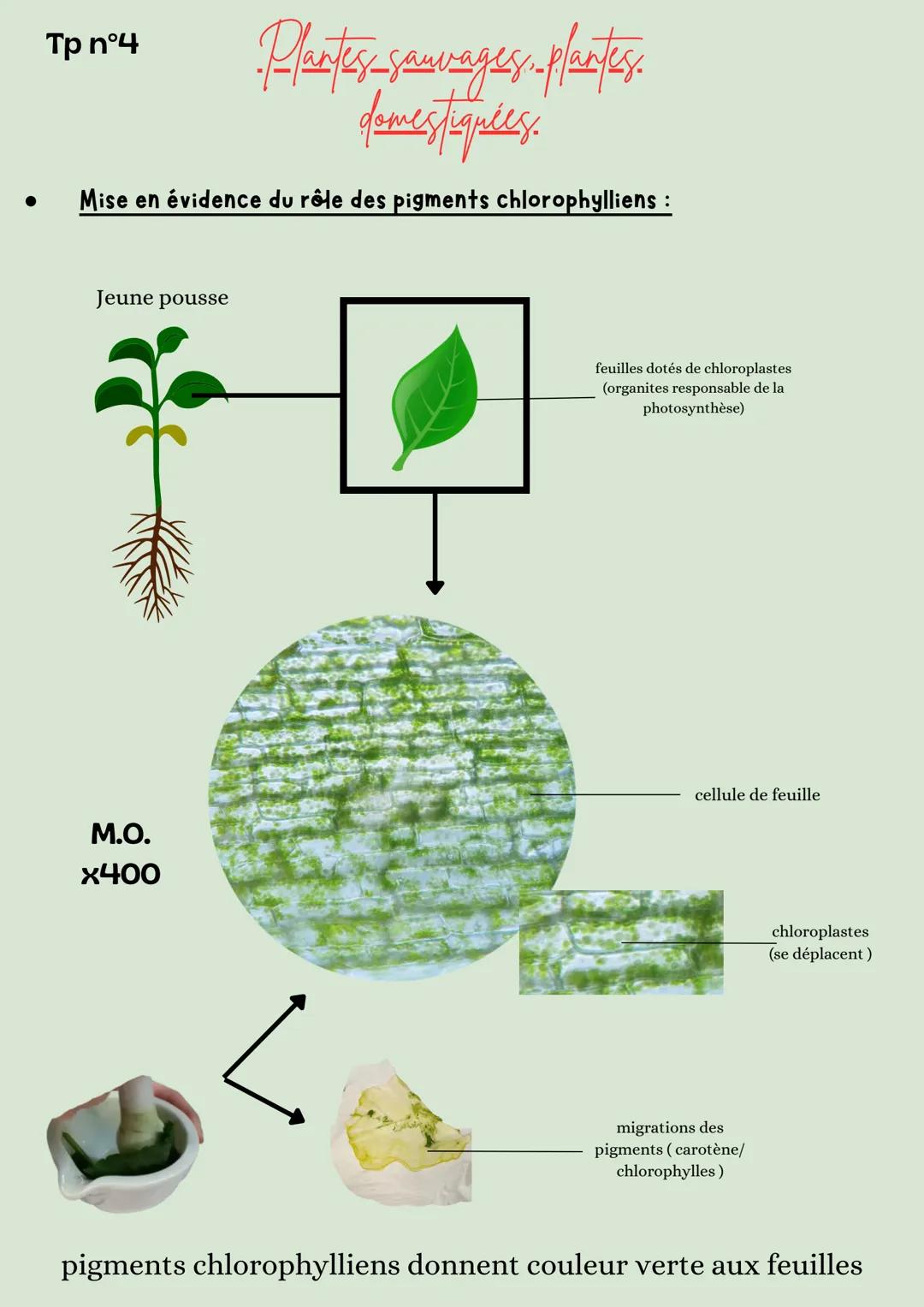 Tp n°1
-Plantes sauvages-plantes
domestiquées.
• Mise en évidence de la structure racinaire :
Jeune pousse
Μ.Ο.
x400
Racines dotés de p