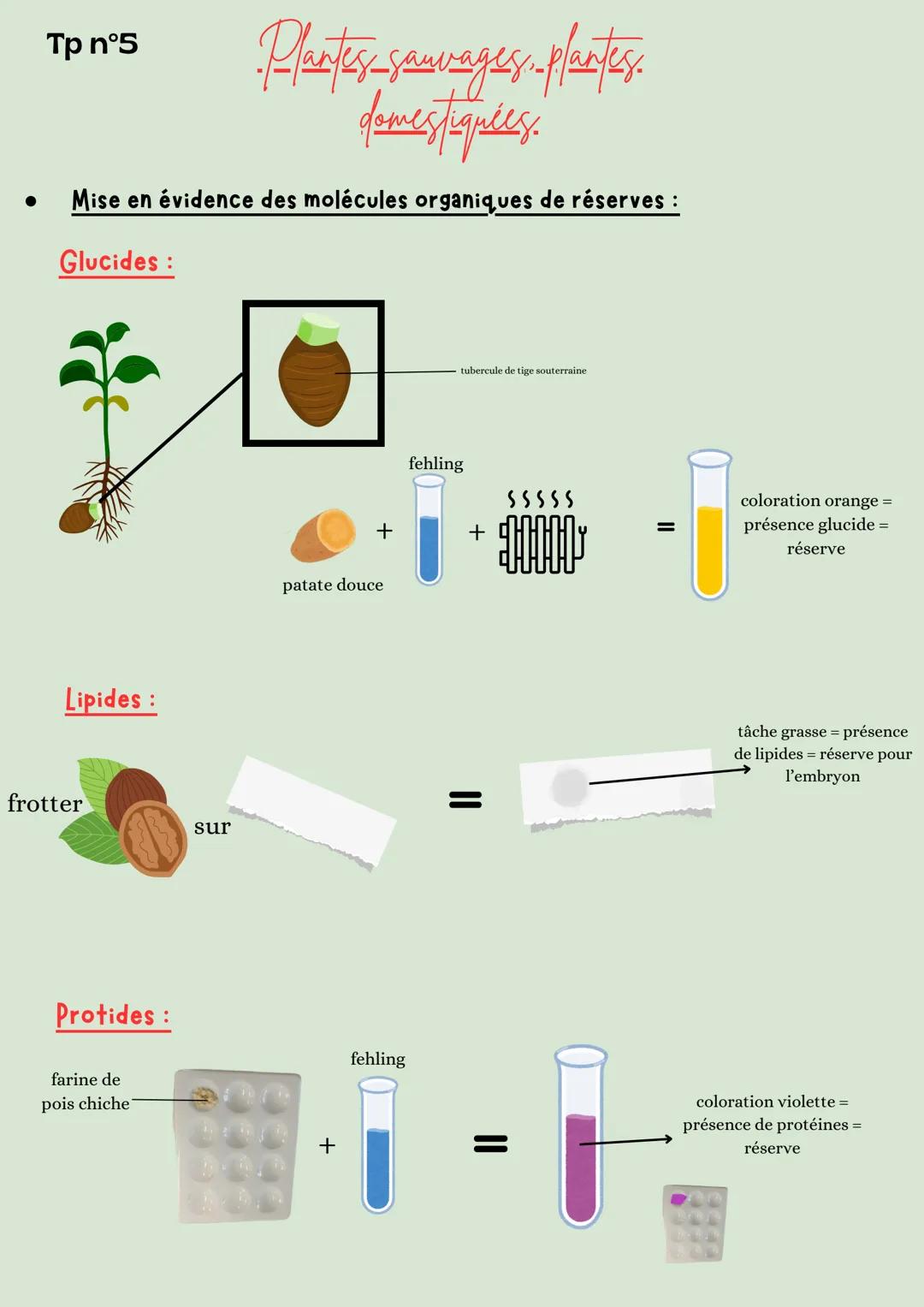 Tp n°1
-Plantes sauvages-plantes
domestiquées.
• Mise en évidence de la structure racinaire :
Jeune pousse
Μ.Ο.
x400
Racines dotés de p