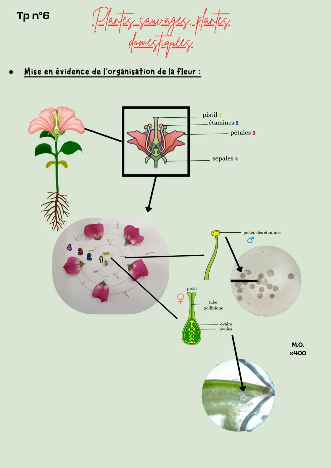 Tp n°1
-Plantes sauvages-plantes
domestiquées.
• Mise en évidence de la structure racinaire :
Jeune pousse
Μ.Ο.
x400
Racines dotés de p