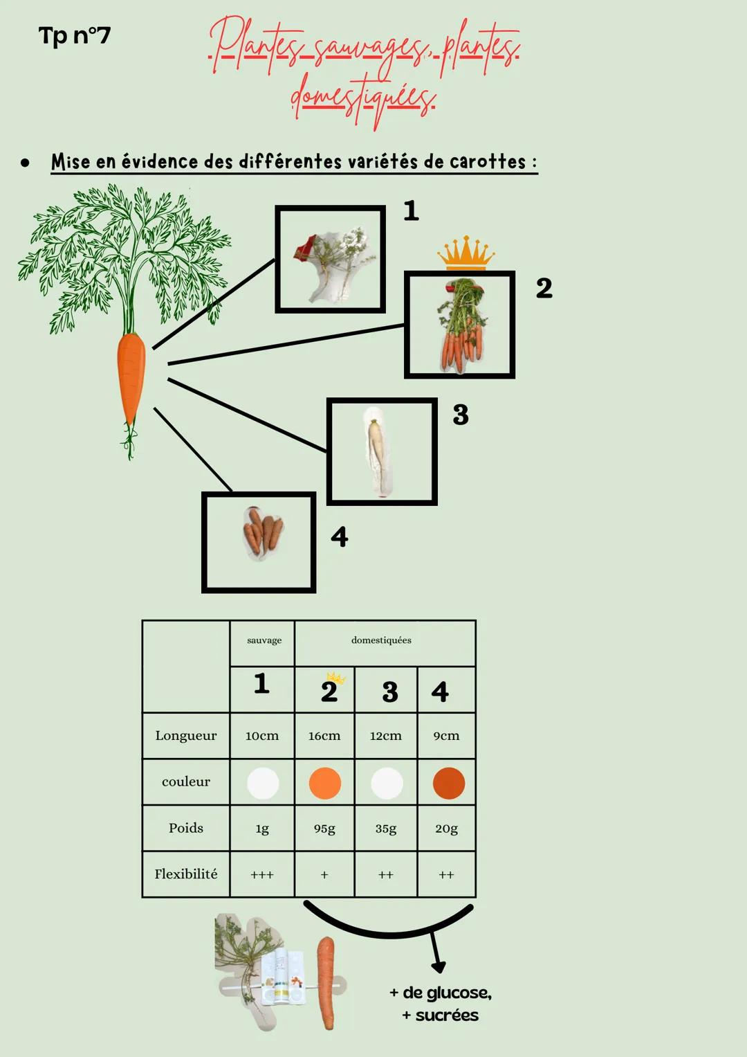 Tp n°1
-Plantes sauvages-plantes
domestiquées.
• Mise en évidence de la structure racinaire :
Jeune pousse
Μ.Ο.
x400
Racines dotés de p