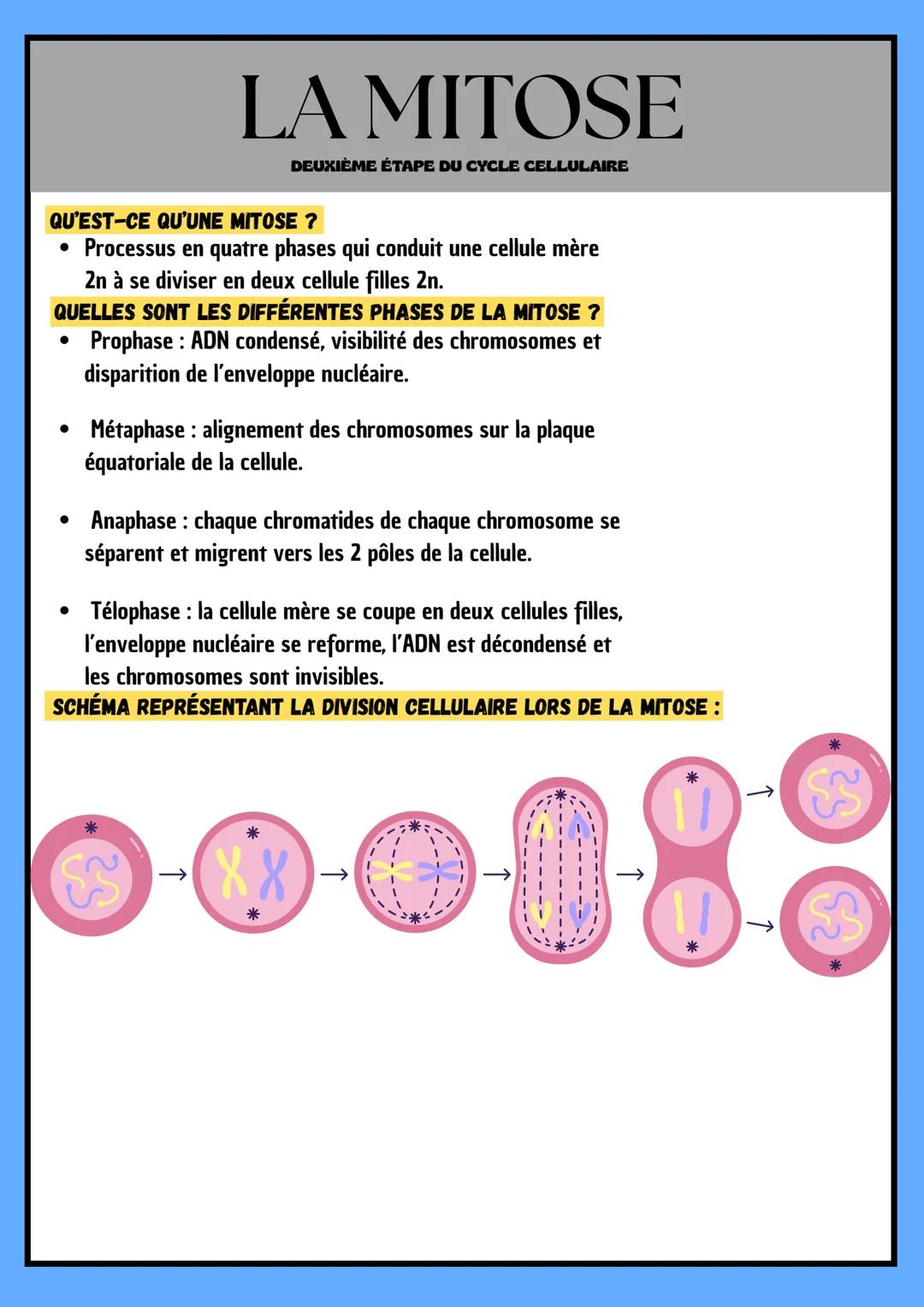 ## LA MITOSE
DEUXIÈME ÉTAPE DU CYCLE CELLULAIRE
QU'EST-CE QU'UNE MITOSE ?
* Processus en quatre phases qui conduit une cellule mère 2n à