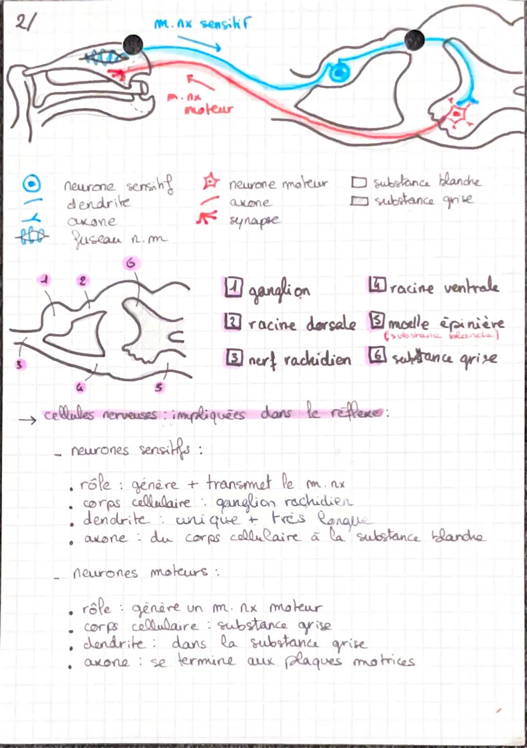 # mouvemer et système mereux
← 2 types de movements: - volontaire
- involontaire
* Réflexe
→refferes myotatiques : la contraction du mu