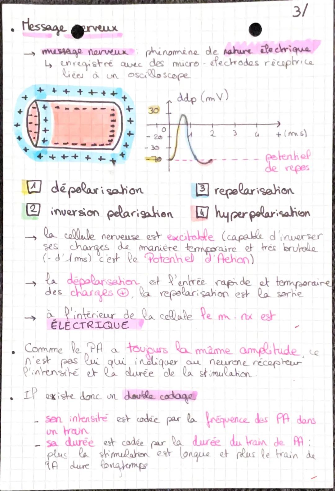 # mouvemer et système mereux
← 2 types de movements: - volontaire
- involontaire
* Réflexe
→refferes myotatiques : la contraction du mu