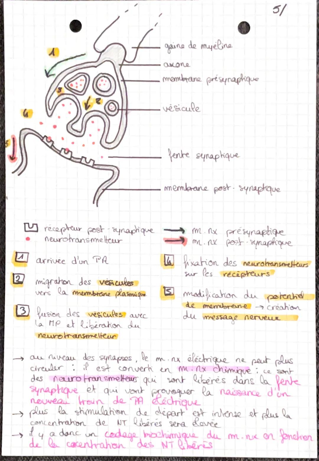# mouvemer et système mereux
← 2 types de movements: - volontaire
- involontaire
* Réflexe
→refferes myotatiques : la contraction du mu