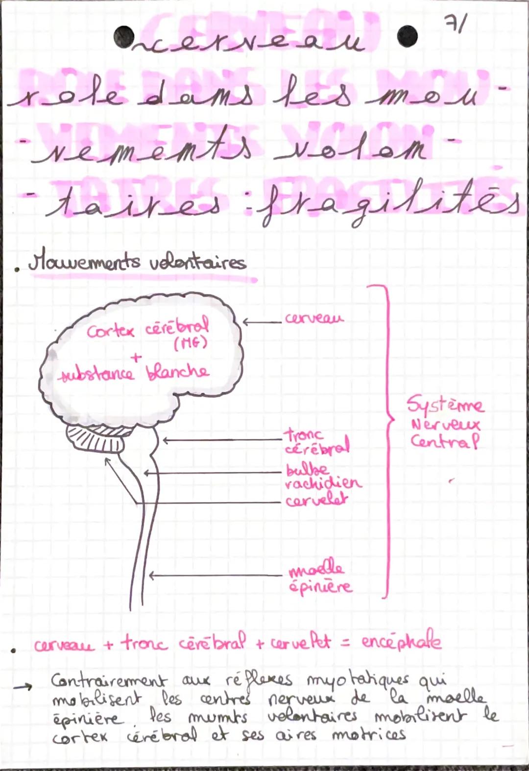 # mouvemer et système mereux
← 2 types de movements: - volontaire
- involontaire
* Réflexe
→refferes myotatiques : la contraction du mu