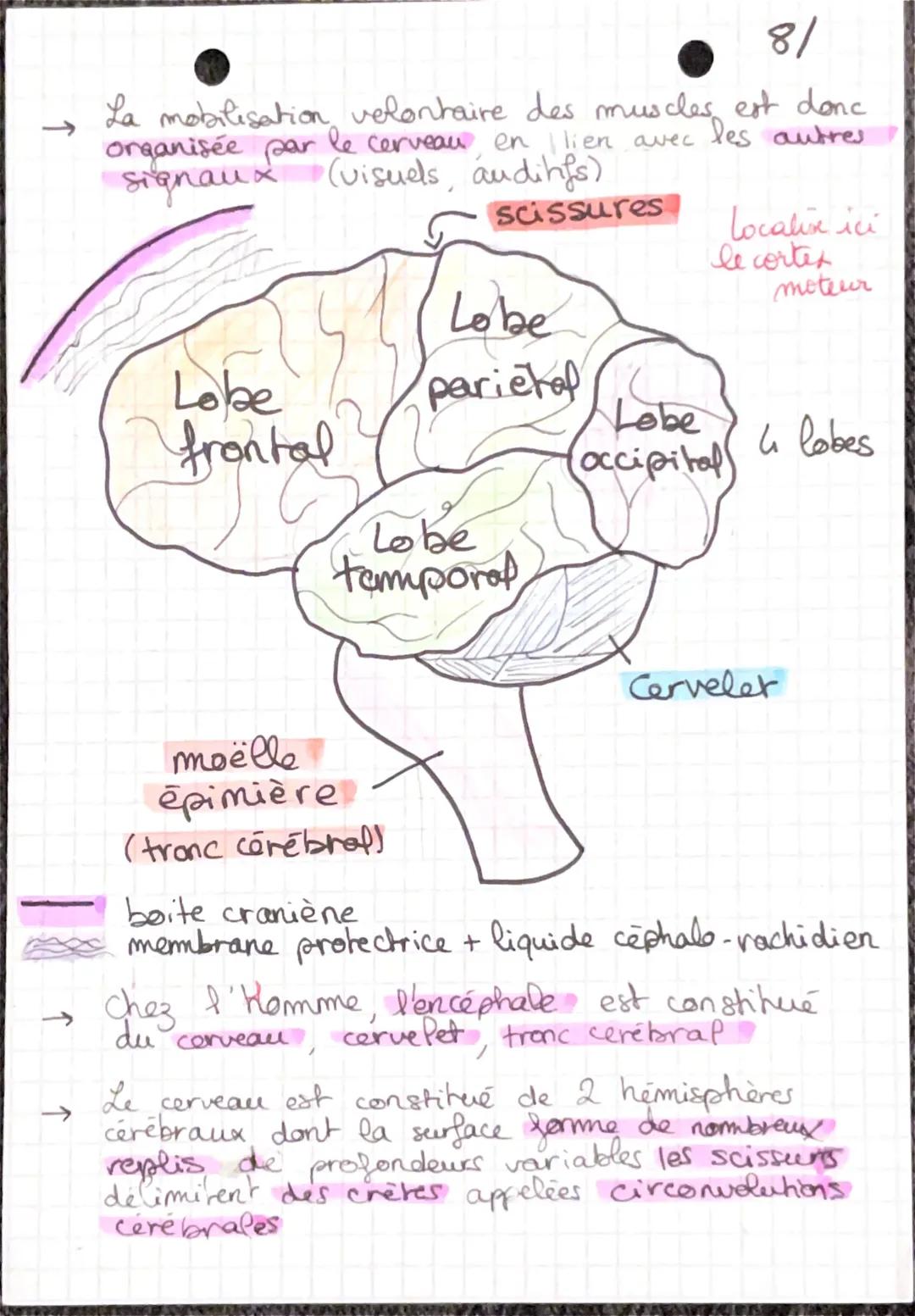 # mouvemer et système mereux
← 2 types de movements: - volontaire
- involontaire
* Réflexe
→refferes myotatiques : la contraction du mu