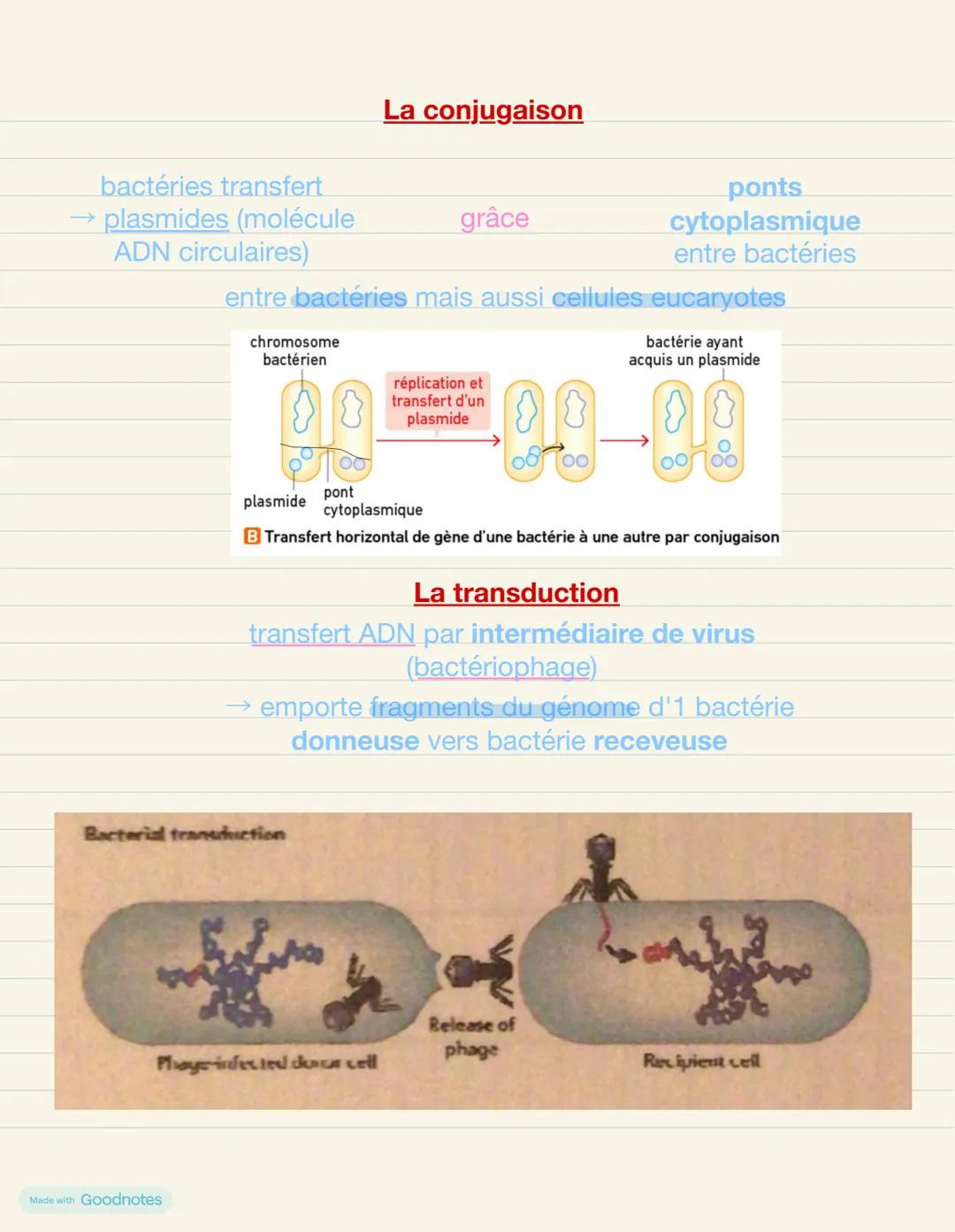 # chapitre 2: La complexification des génomes
transferts horizontaux et endosymbioses
mutations + modifications accidentelles des génomes