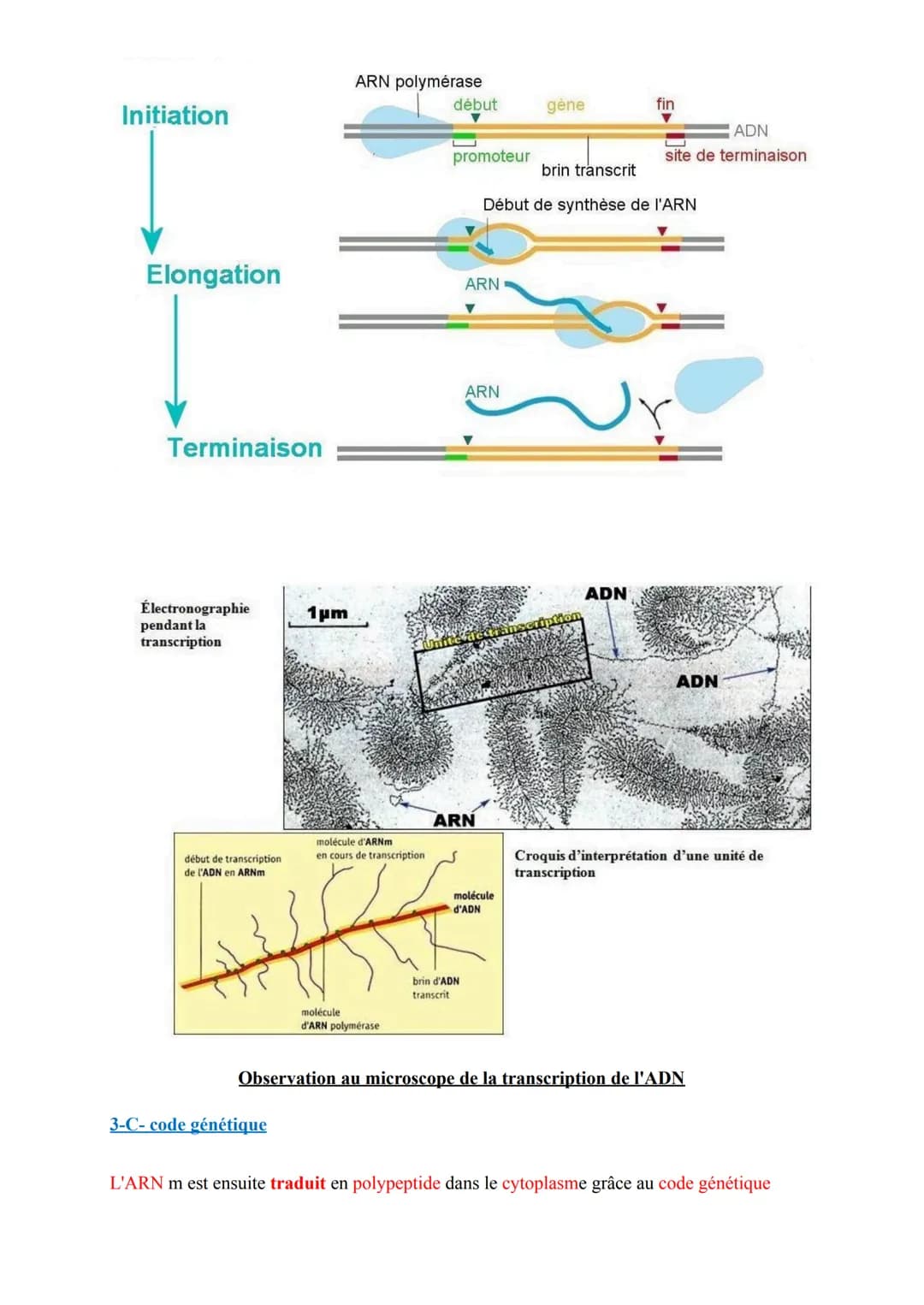 # 1ere Spé SVT
# Chap3 : L'expression du patrimoine génétique
Comment l'information portée par l'ADN peut-elle permettre la production d'u