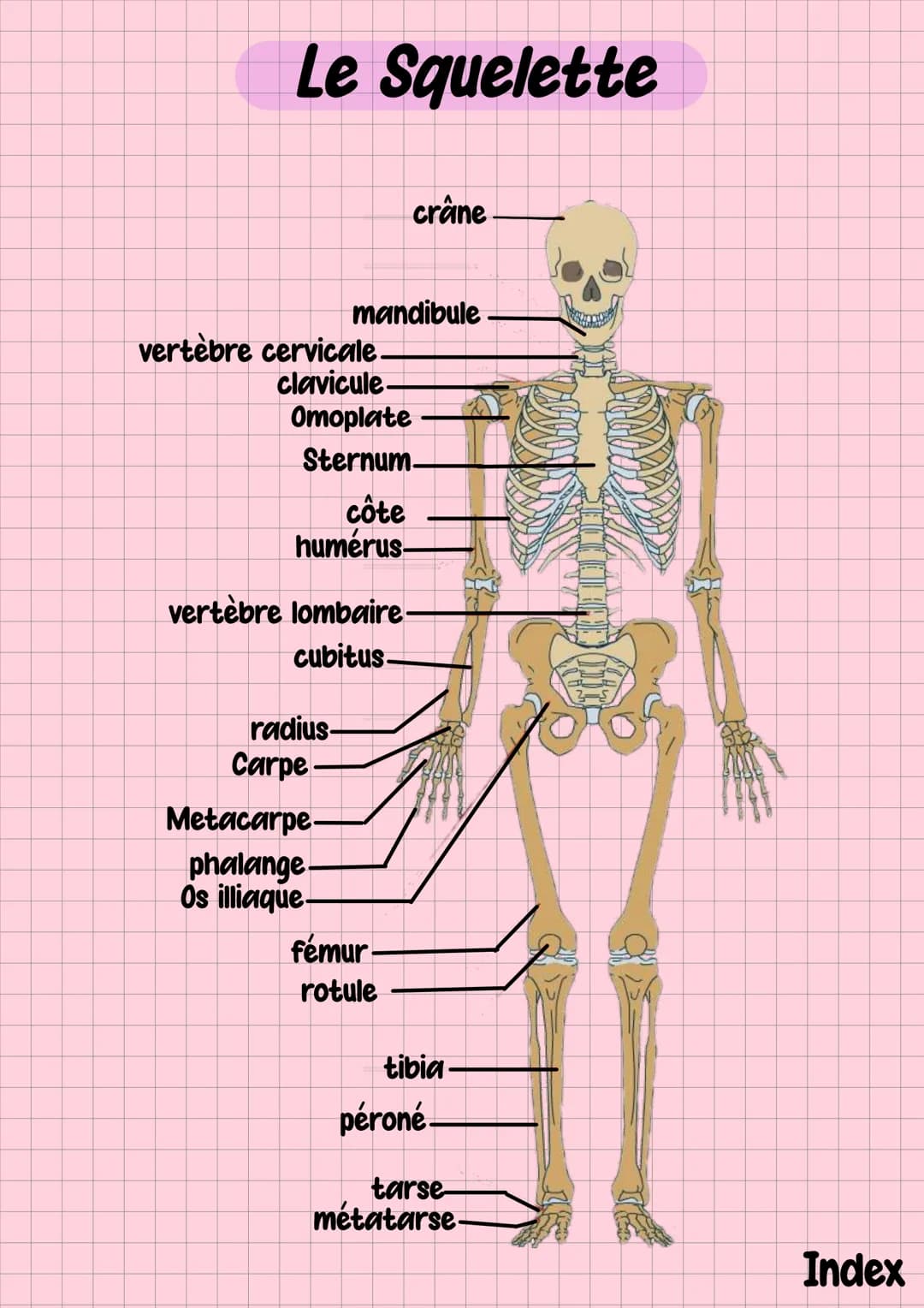 # Fiches ST2S
1ere Index
1) Terminologies
2)Le squelette
3)L'encéphale
4)L'appareil respiratoire
5) La cellule et ses organites # Terminolo