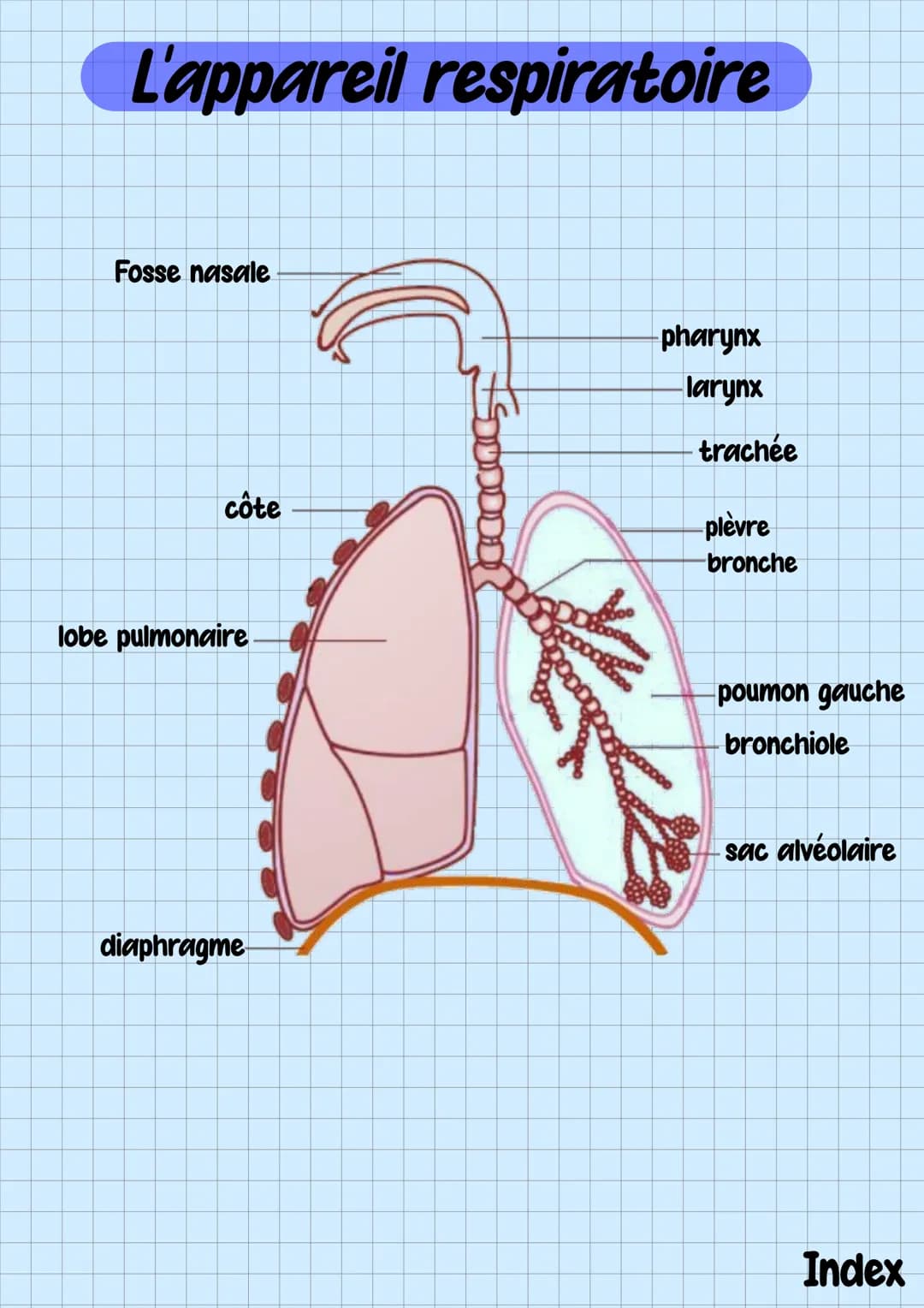 # Fiches ST2S
1ere Index
1) Terminologies
2)Le squelette
3)L'encéphale
4)L'appareil respiratoire
5) La cellule et ses organites # Terminolo