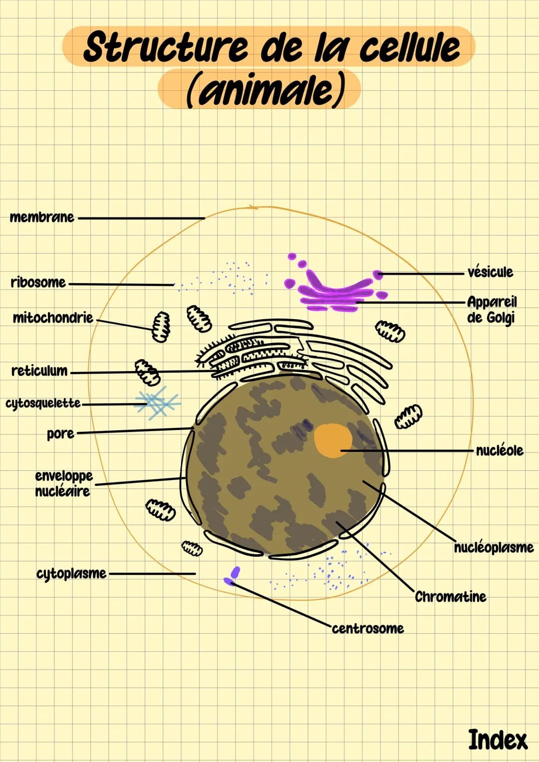 # Fiches ST2S
1ere Index
1) Terminologies
2)Le squelette
3)L'encéphale
4)L'appareil respiratoire
5) La cellule et ses organites # Terminolo