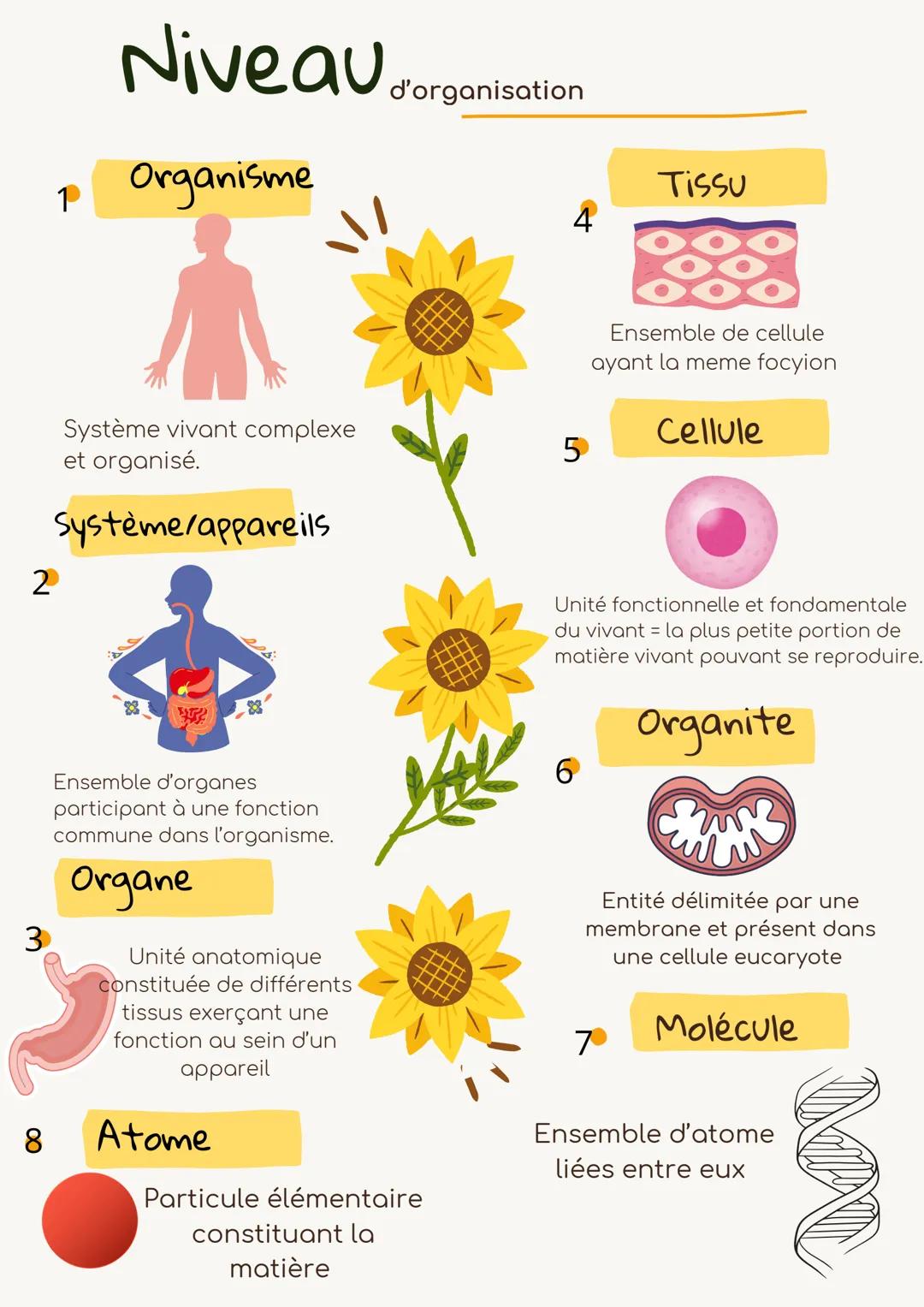 # Niveau d'organisation
1 Organisme
Système vivant complexe
et organisé.
2 Système/appareils
Ensemble d'organes
participant à une foncti