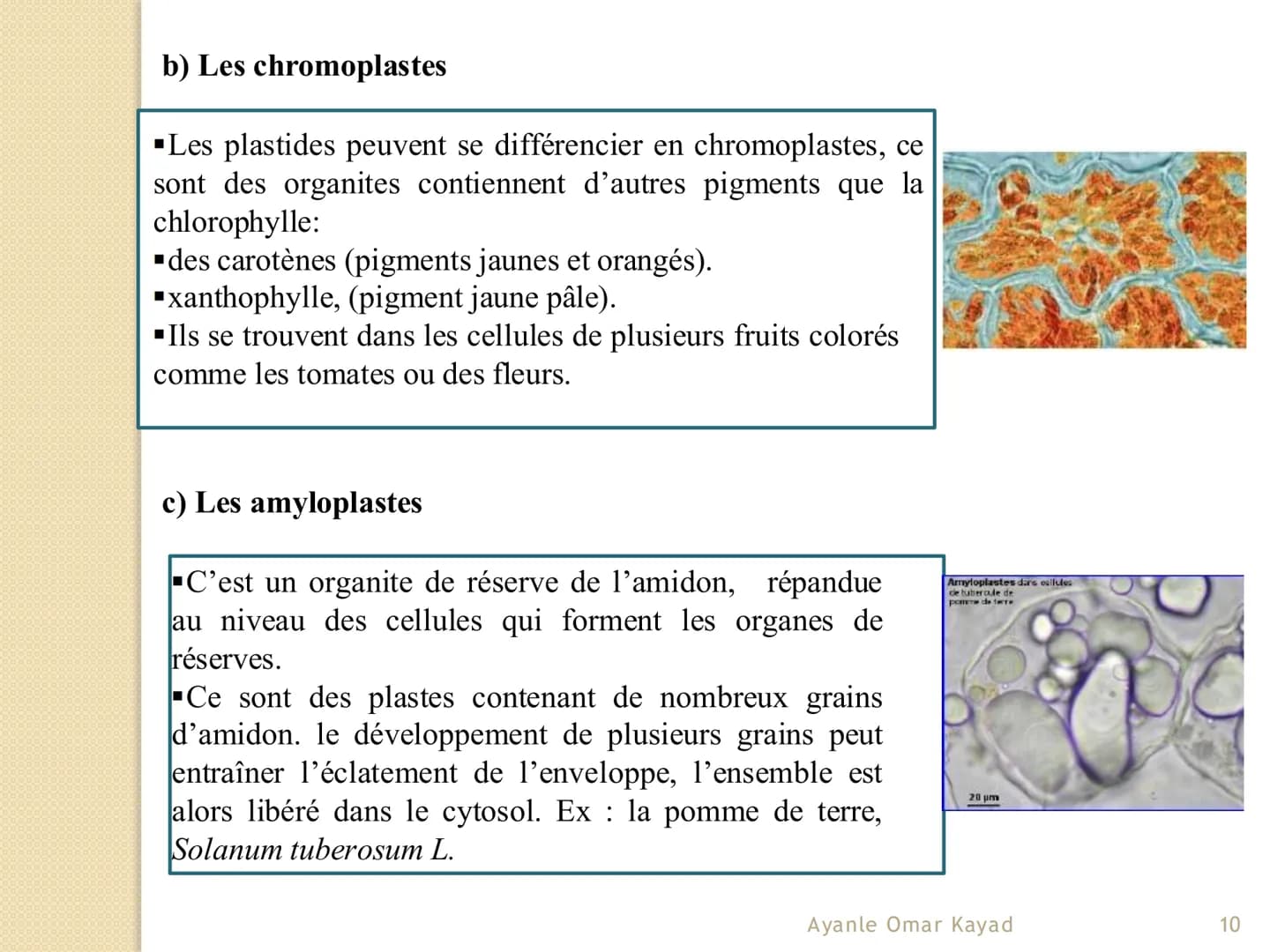 # Chapitre 1
Anatomie végétale
Ayanle Omar Kayad
1 # I- Les spécificités de la cellule végétale
* Les végétaux se caractérisent des aut