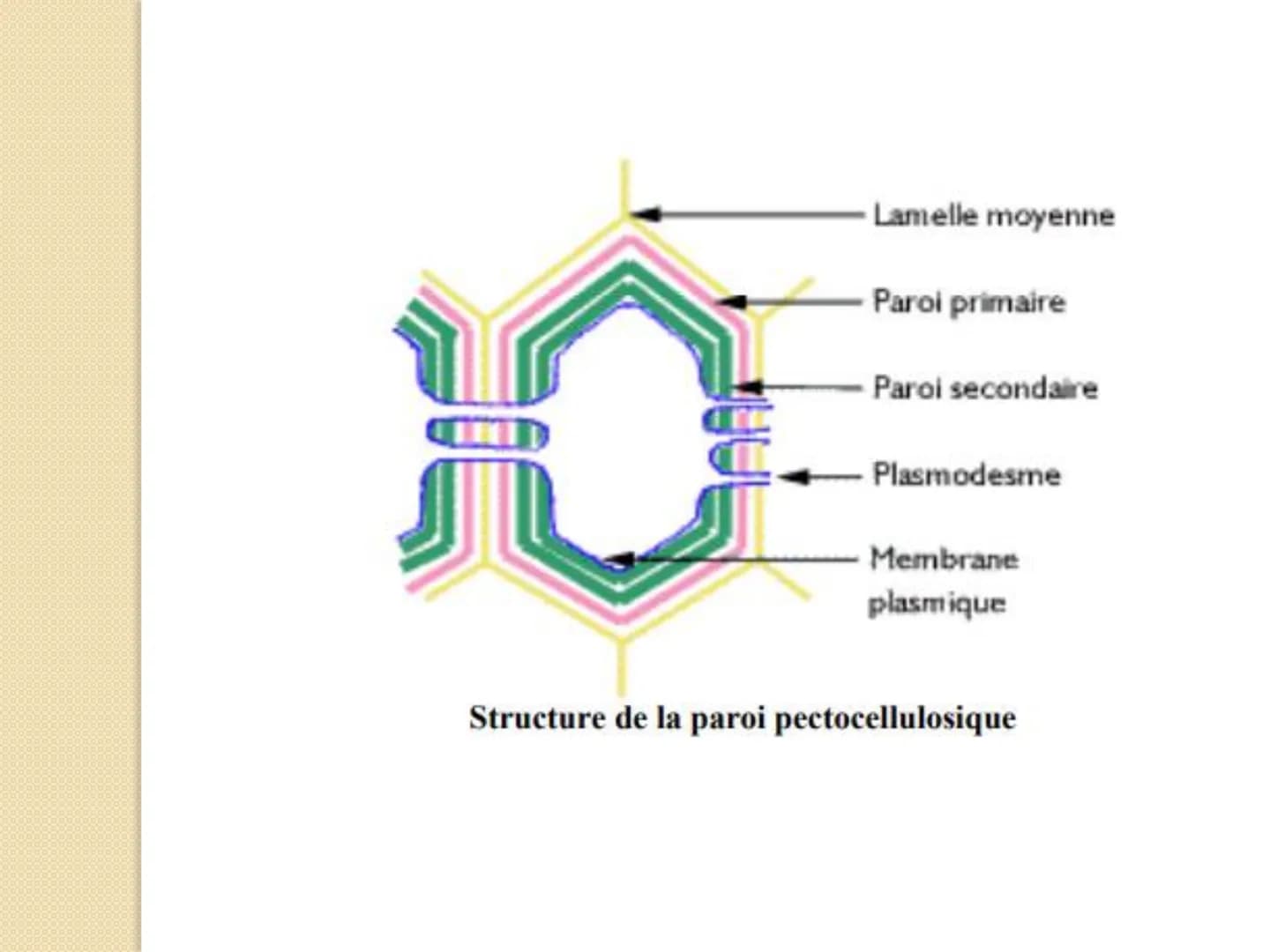 # Chapitre 1
Anatomie végétale
Ayanle Omar Kayad
1 # I- Les spécificités de la cellule végétale
* Les végétaux se caractérisent des aut