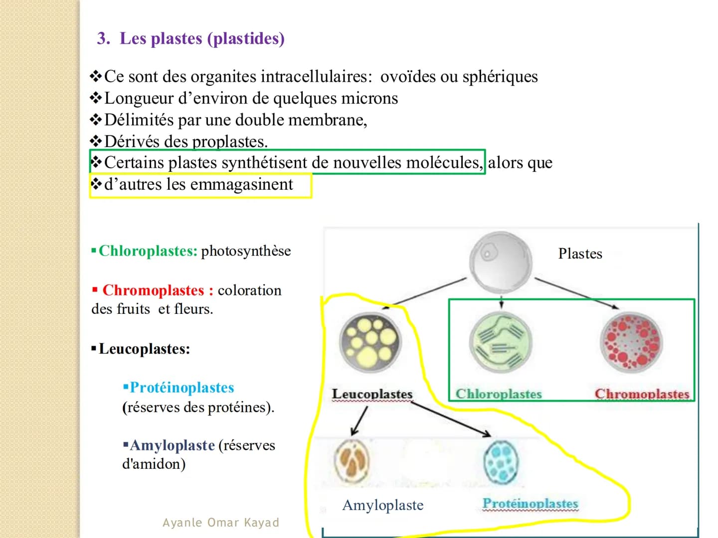 # Chapitre 1
Anatomie végétale
Ayanle Omar Kayad
1 # I- Les spécificités de la cellule végétale
* Les végétaux se caractérisent des aut