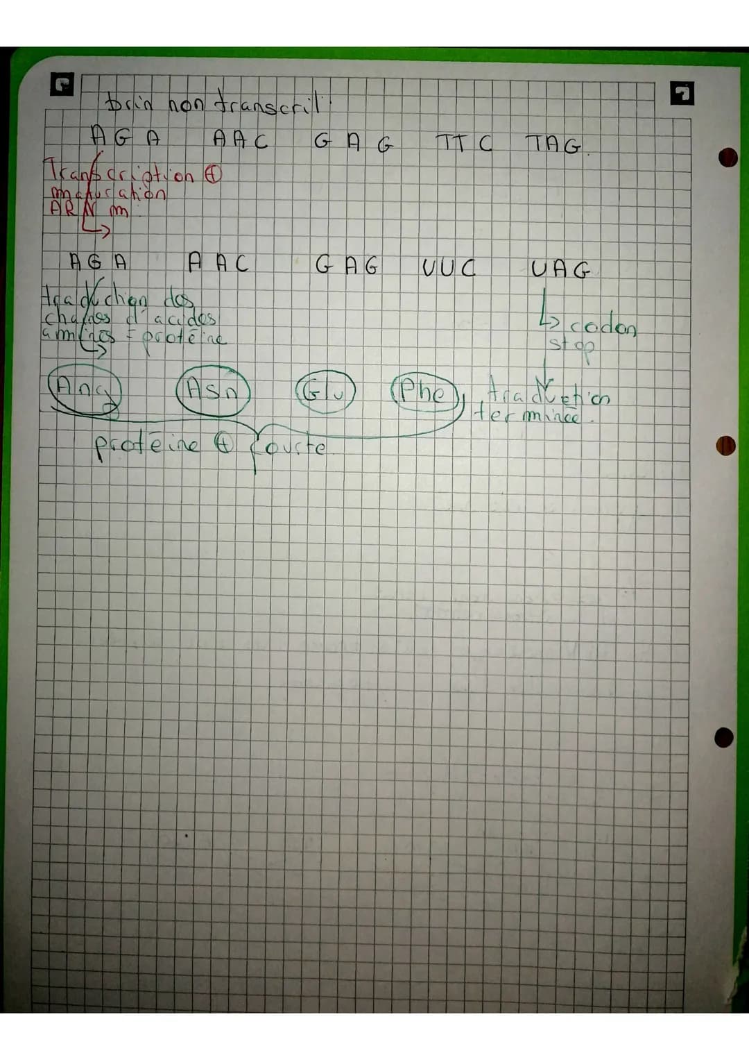 brin non transcrit
AGA AAC GAG TTC TAG
Transcription
maturation
ARN m
AGA AAC GAG UUC UAG
traduction des
chaînes d'acides
aminés = protéine